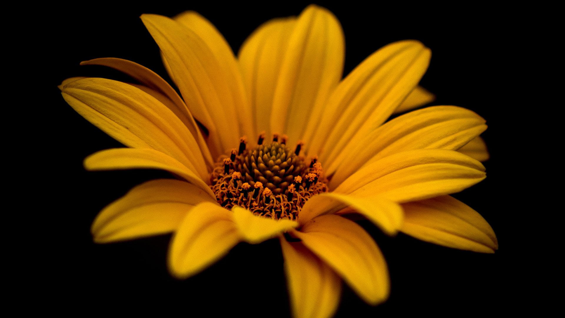 小清新,清新淡雅,儿童桌面专用