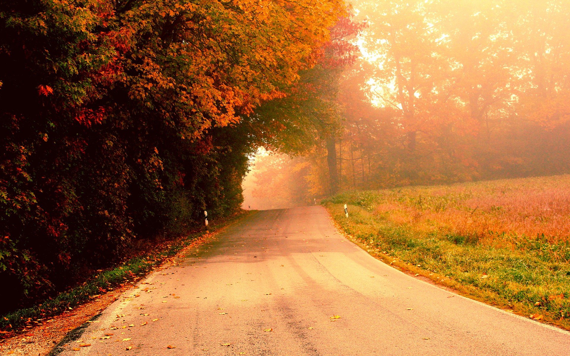 风景,秋意正浓,儿童桌面专用