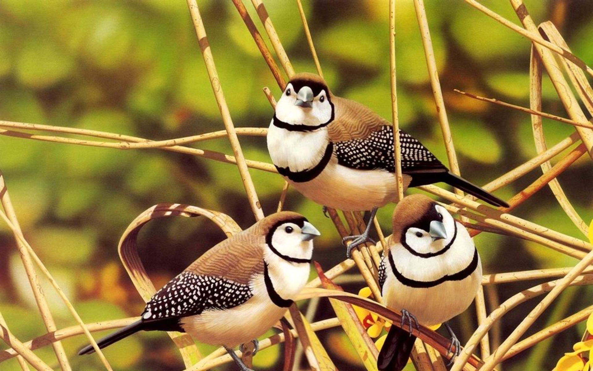 小鸟天地,鸟,儿童桌面专用