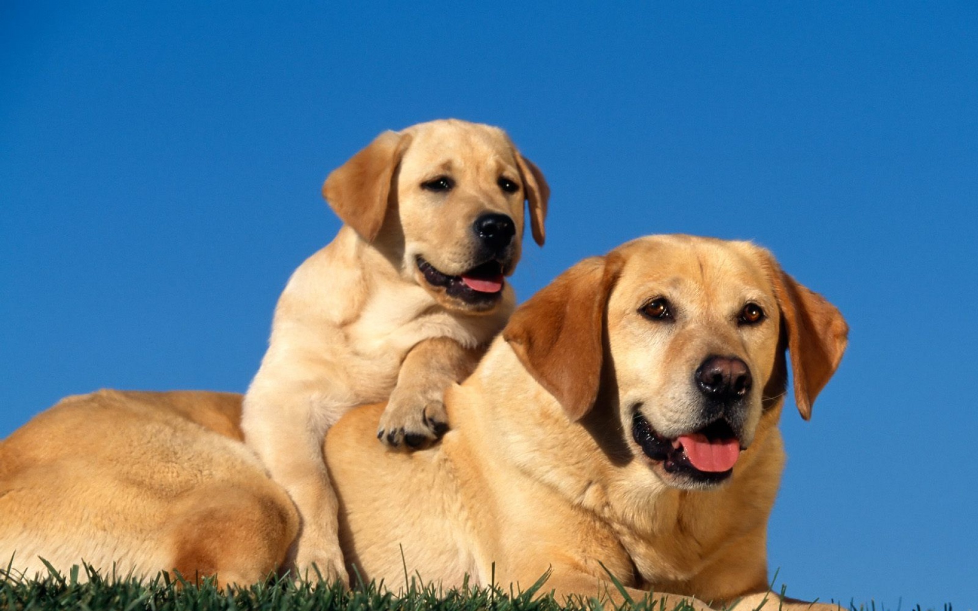 汪星人,儿童桌面专用