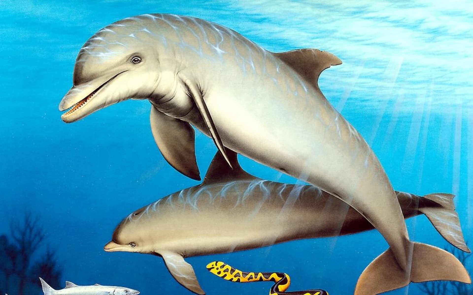 萌宠,海豚,海底世界,儿童桌面专用