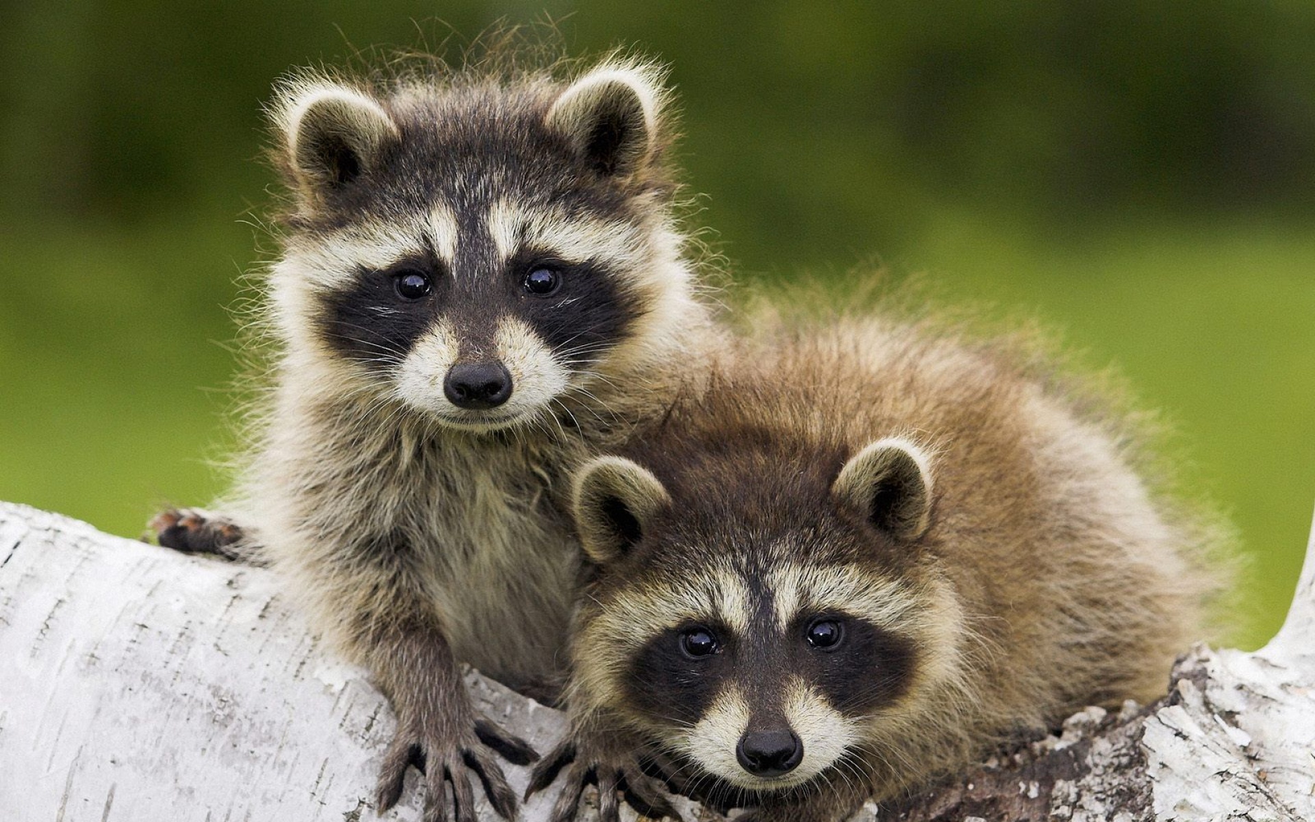 野生动物,儿童桌面专用