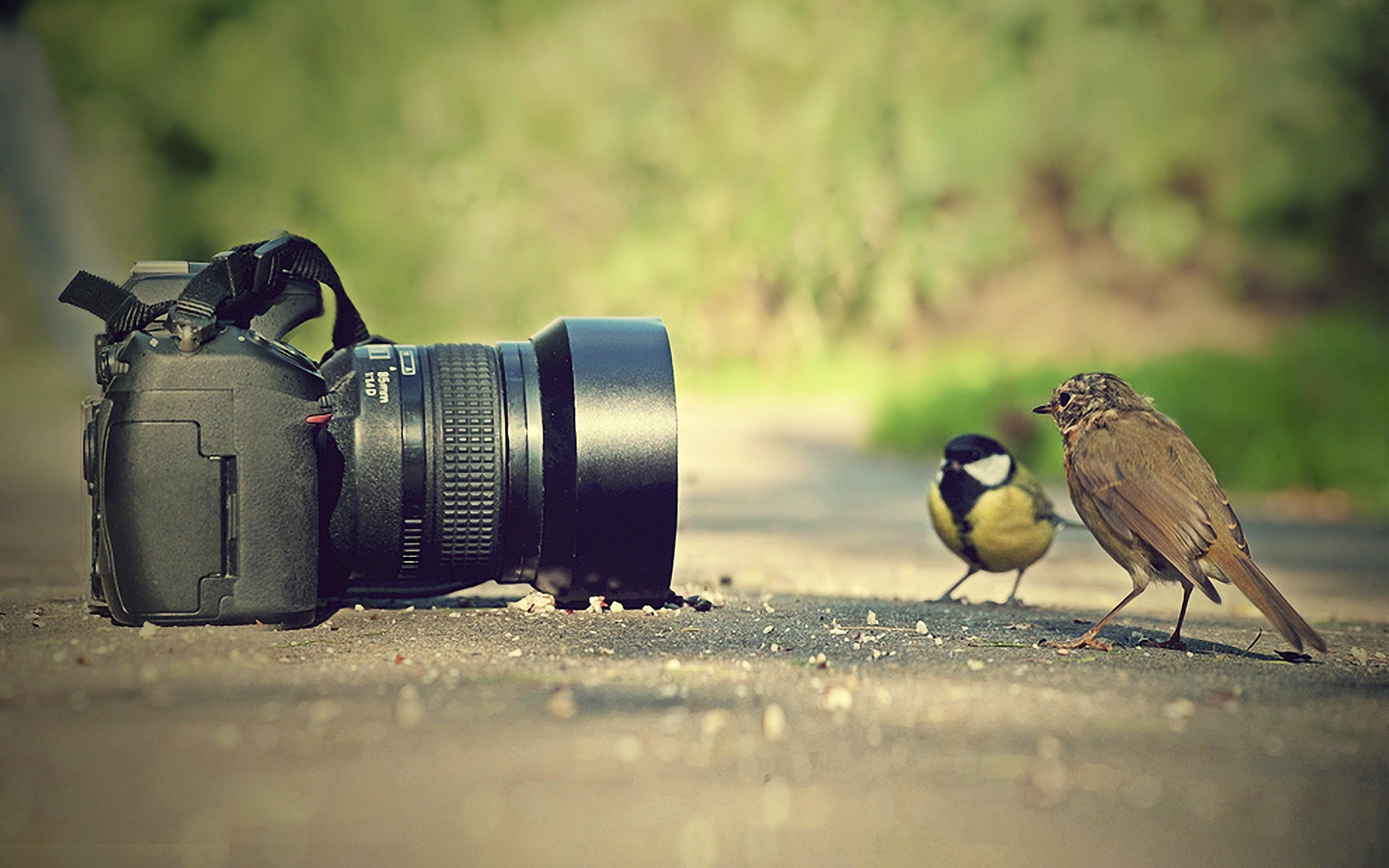 萌宠,动物,可爱,萌物,野生动物,飞禽,美丽画面,儿童桌面专用