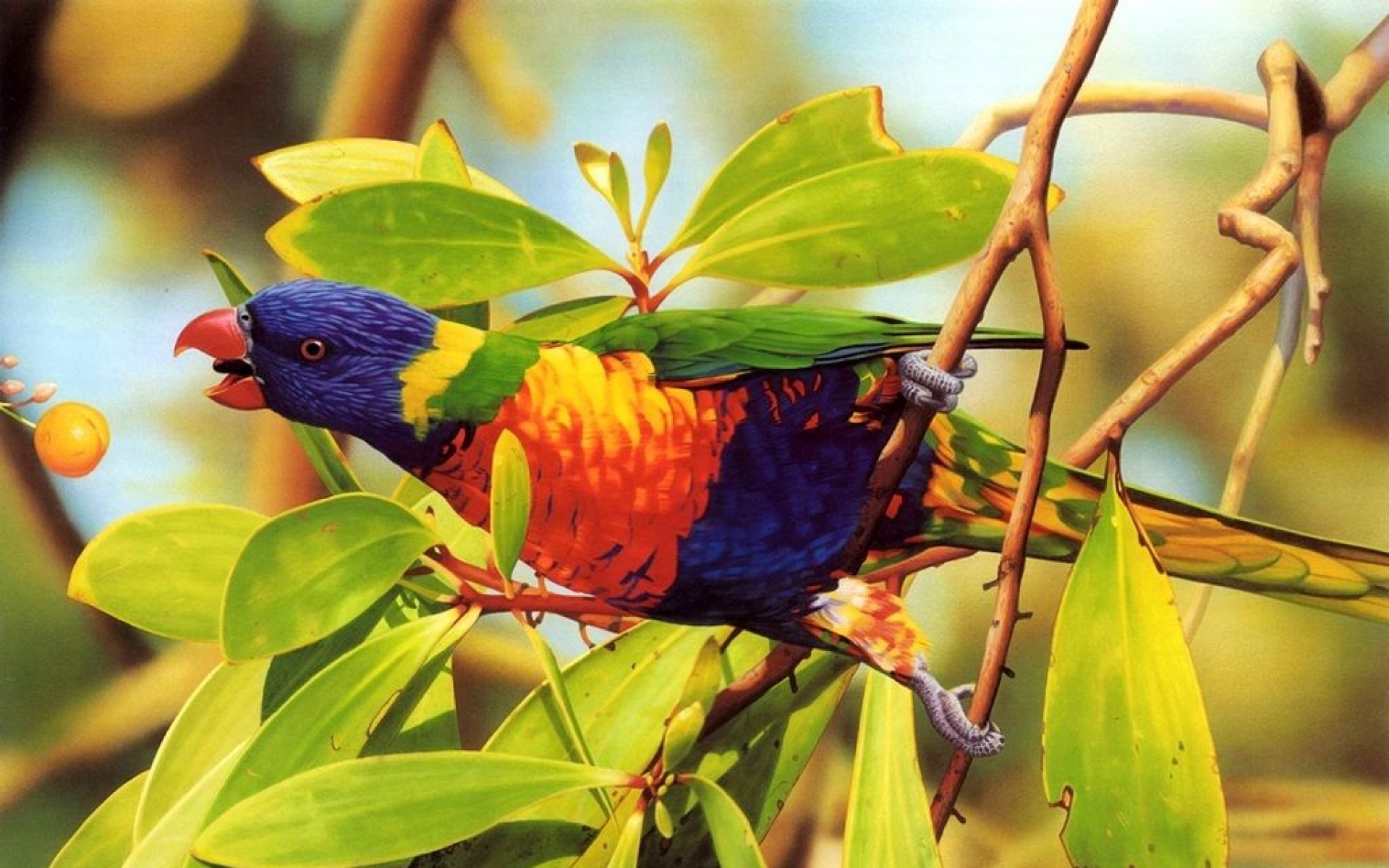 小鸟天地,鸟,儿童桌面专用