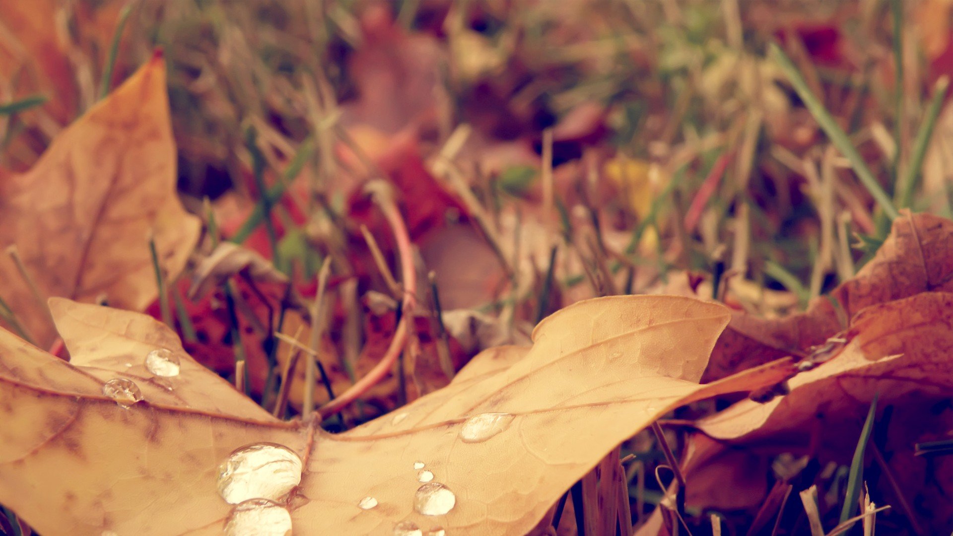 小清新,清新淡雅,落叶,儿童桌面专用