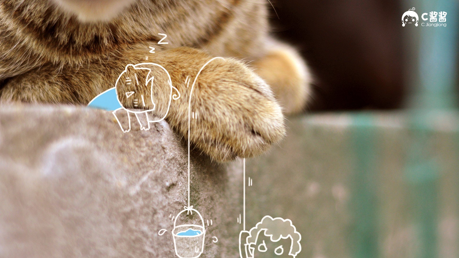 萌宠,喵星人,猫咪,C酱酱,儿童桌面专用