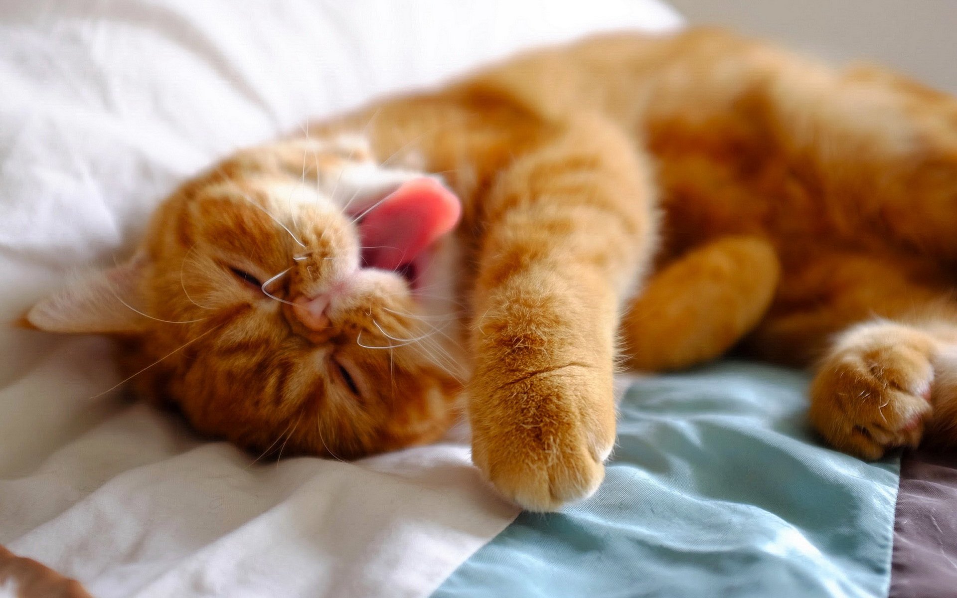 萌宠,喵星人,猫咪,儿童桌面专用