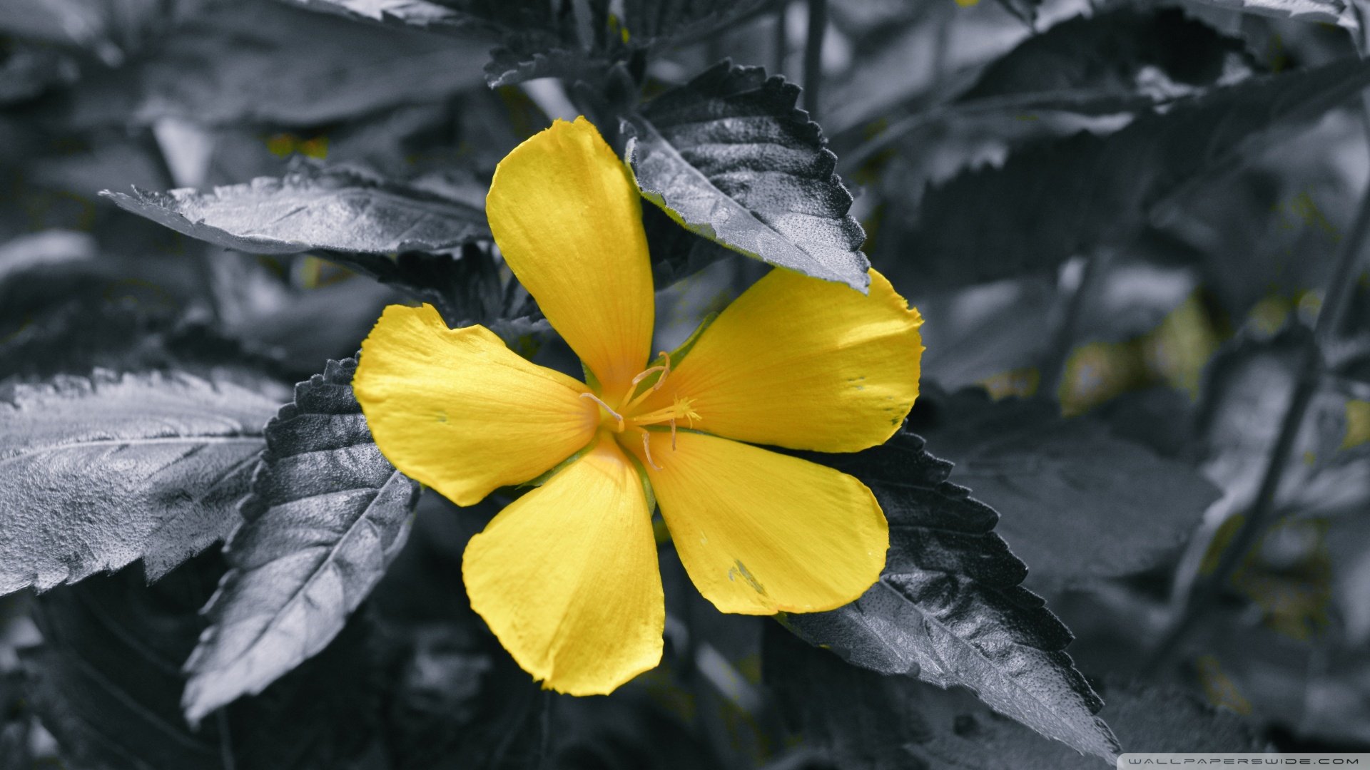 小清新,清新淡雅,花,儿童桌面专用