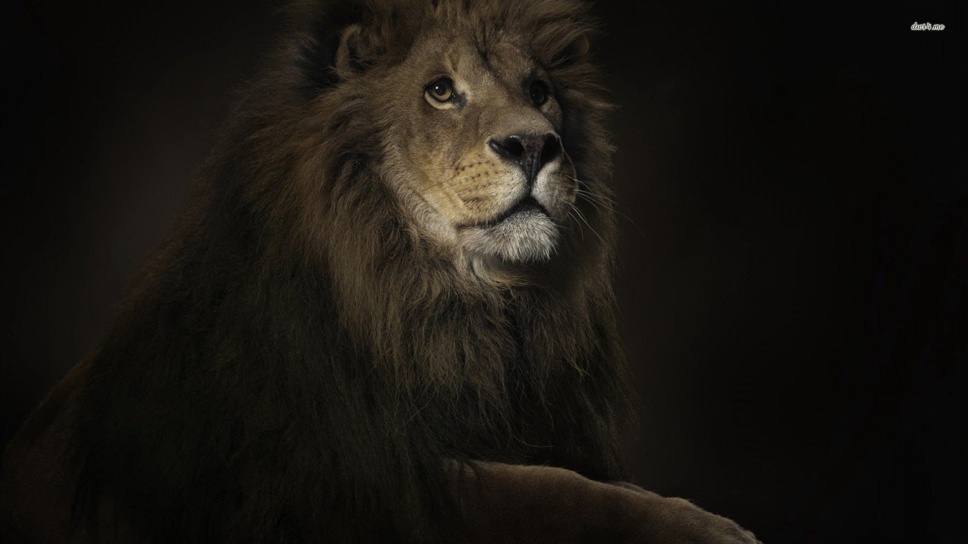 萌宠,狮子,儿童桌面专用