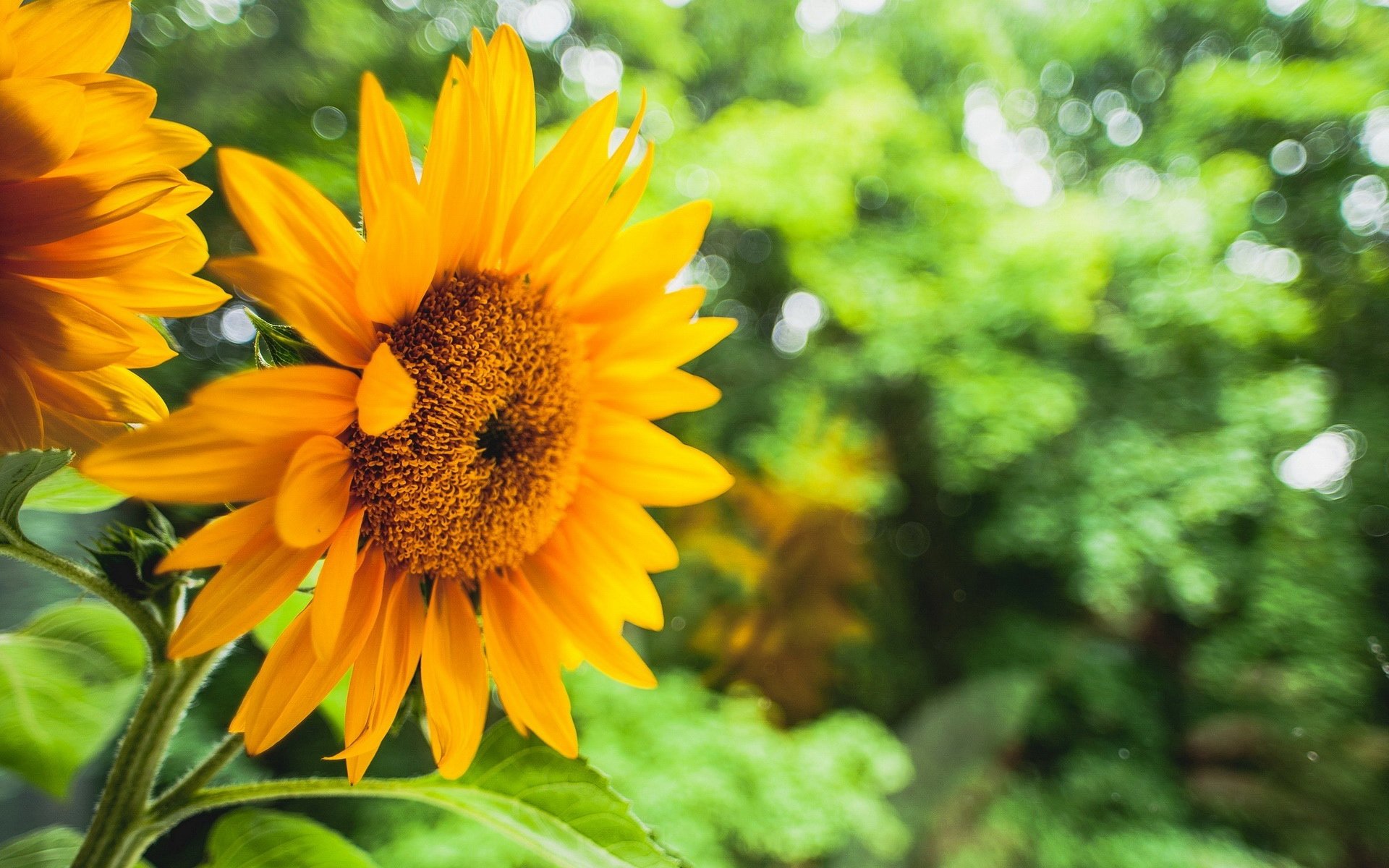 小清新,向日葵,儿童桌面专用