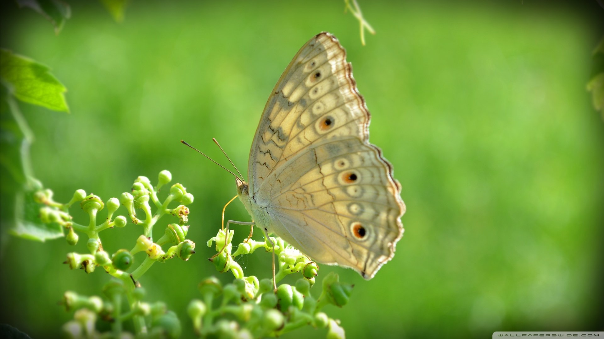 小清新,清新淡雅,蝴蝶,儿童桌面专用