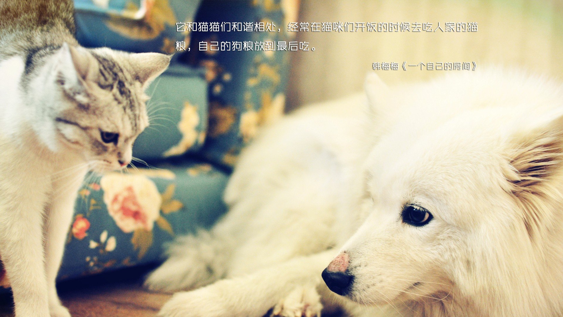 萌宠,喵星人,C酱酱,儿童桌面专用