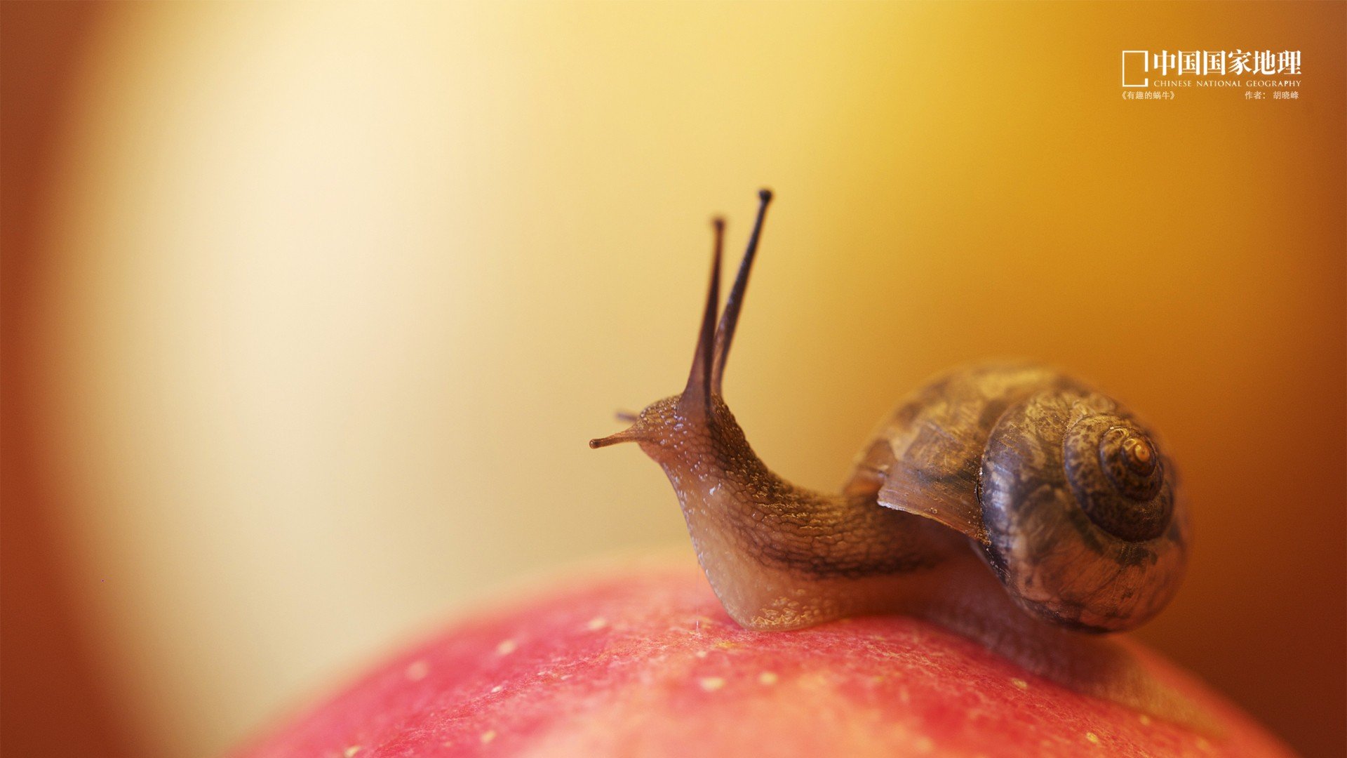 小清新,护眼壁纸,蜗牛,国家地理,儿童桌面专用