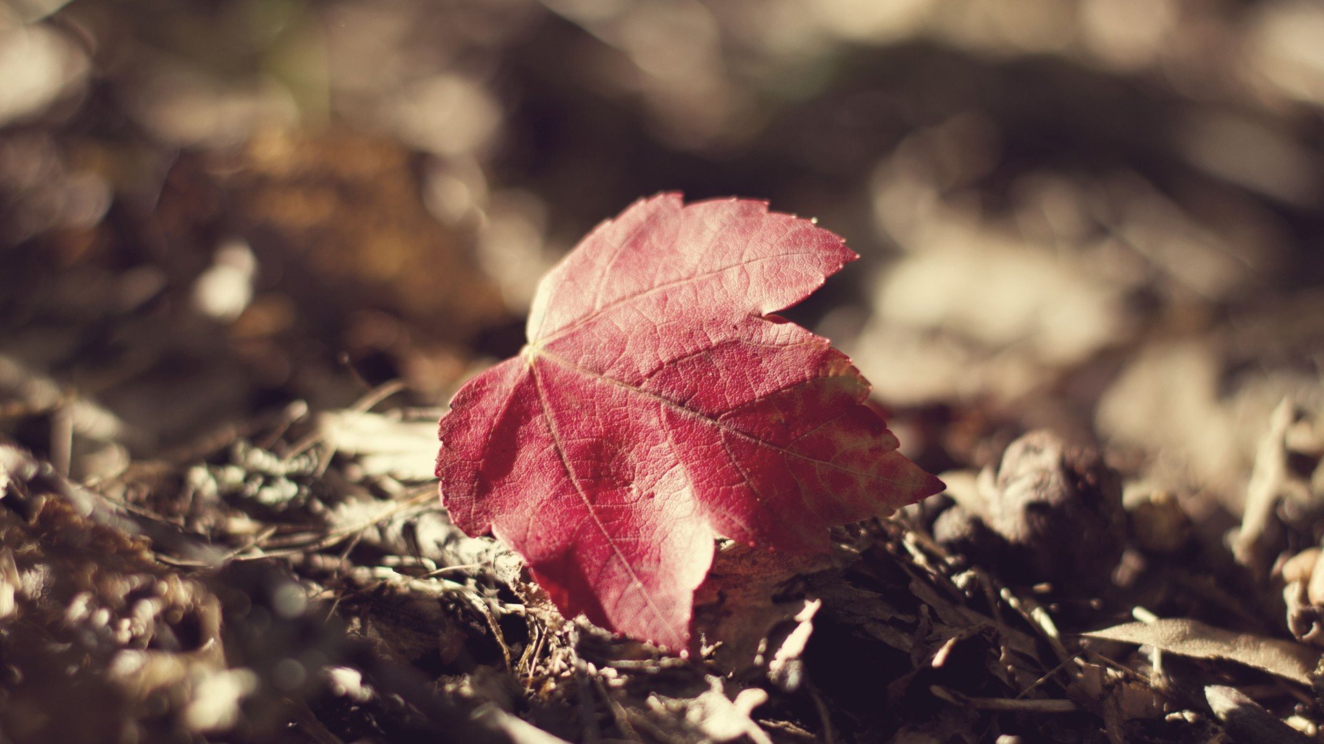 小清新,清新淡雅,落叶,儿童桌面专用