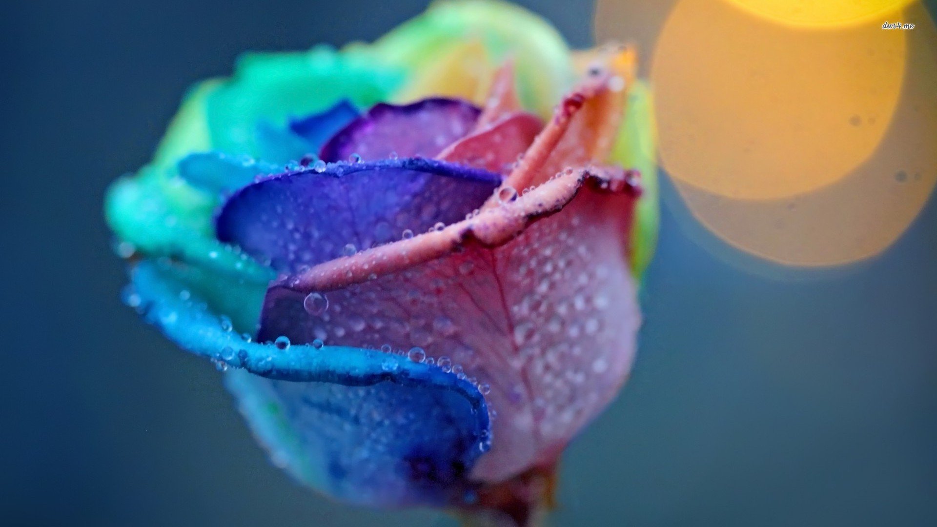 小清新,玫瑰,炫彩,儿童桌面专用