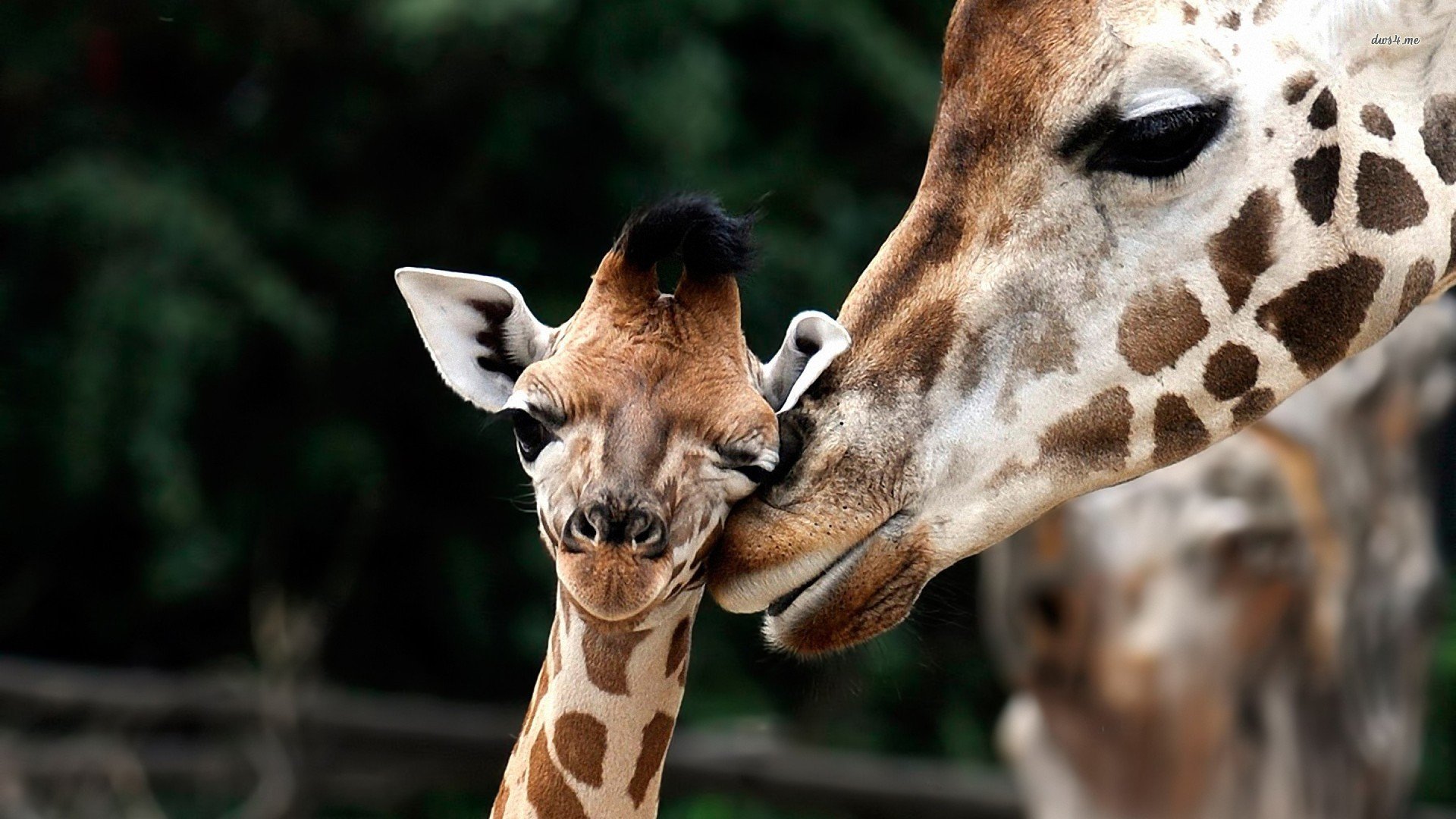 萌宠,长颈鹿,儿童桌面专用