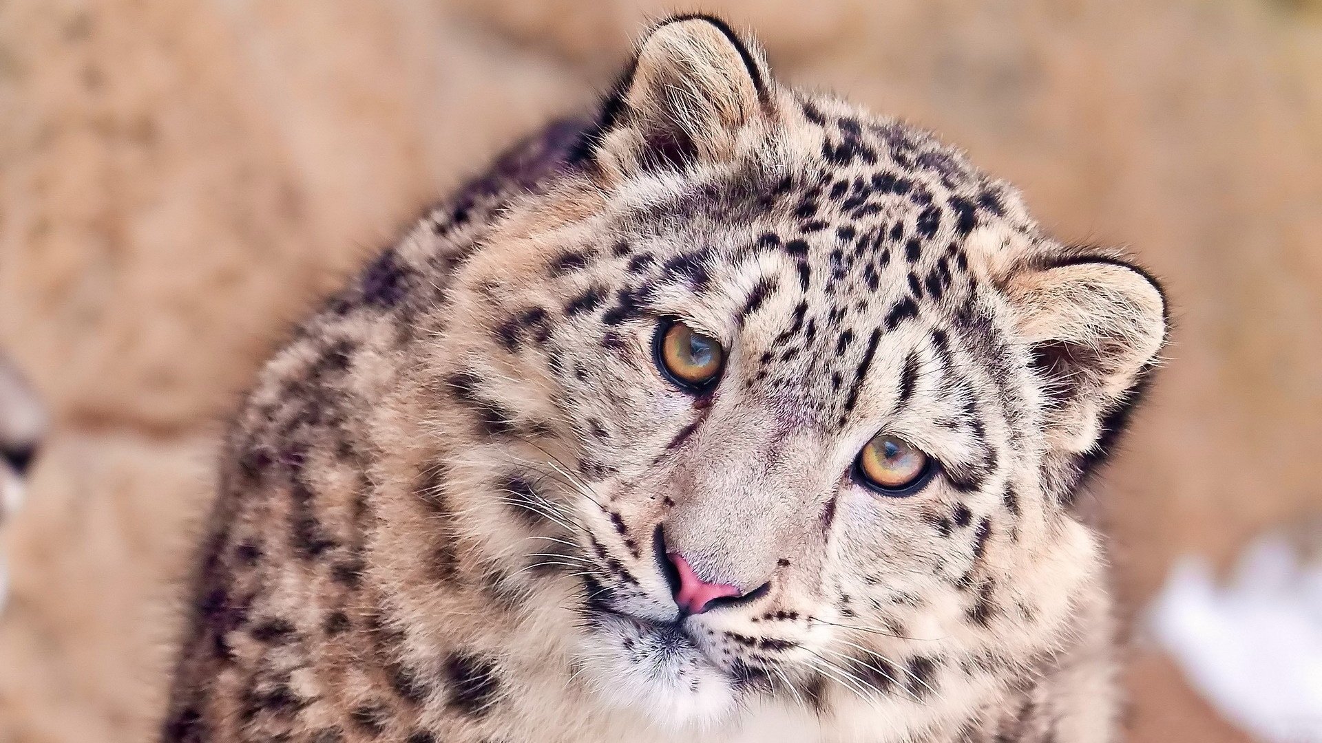 萌宠,豹,儿童桌面专用