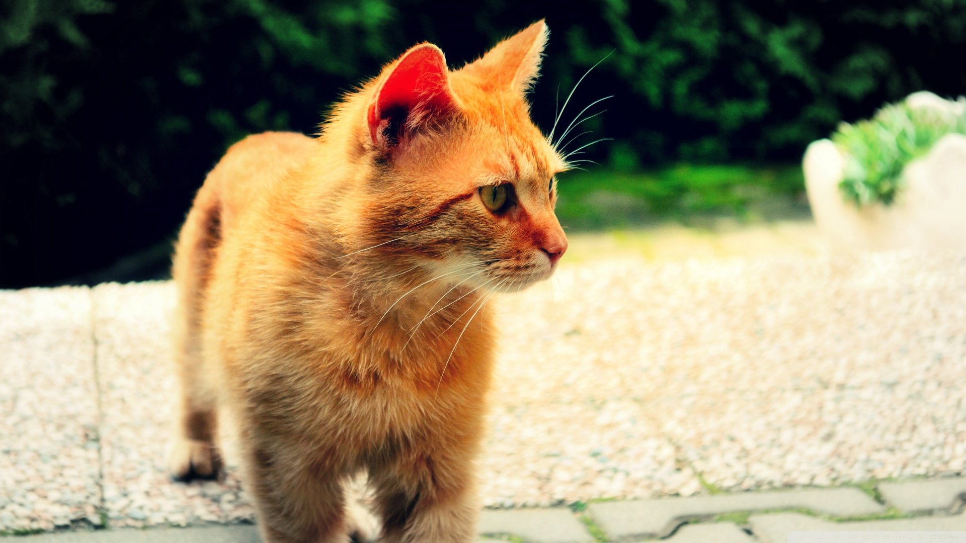 萌宠,喵星人,猫咪,儿童桌面专用