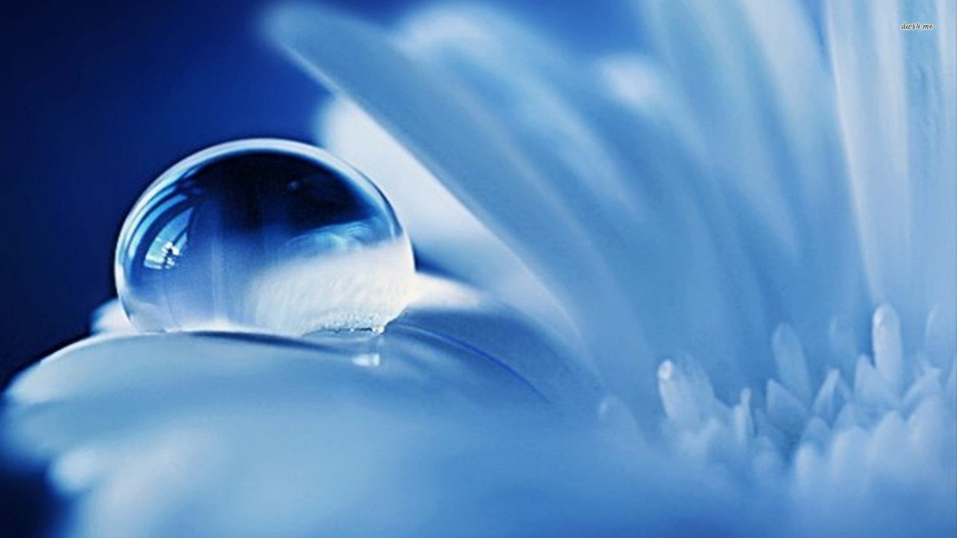 小清新,静物写真,露水,儿童桌面专用