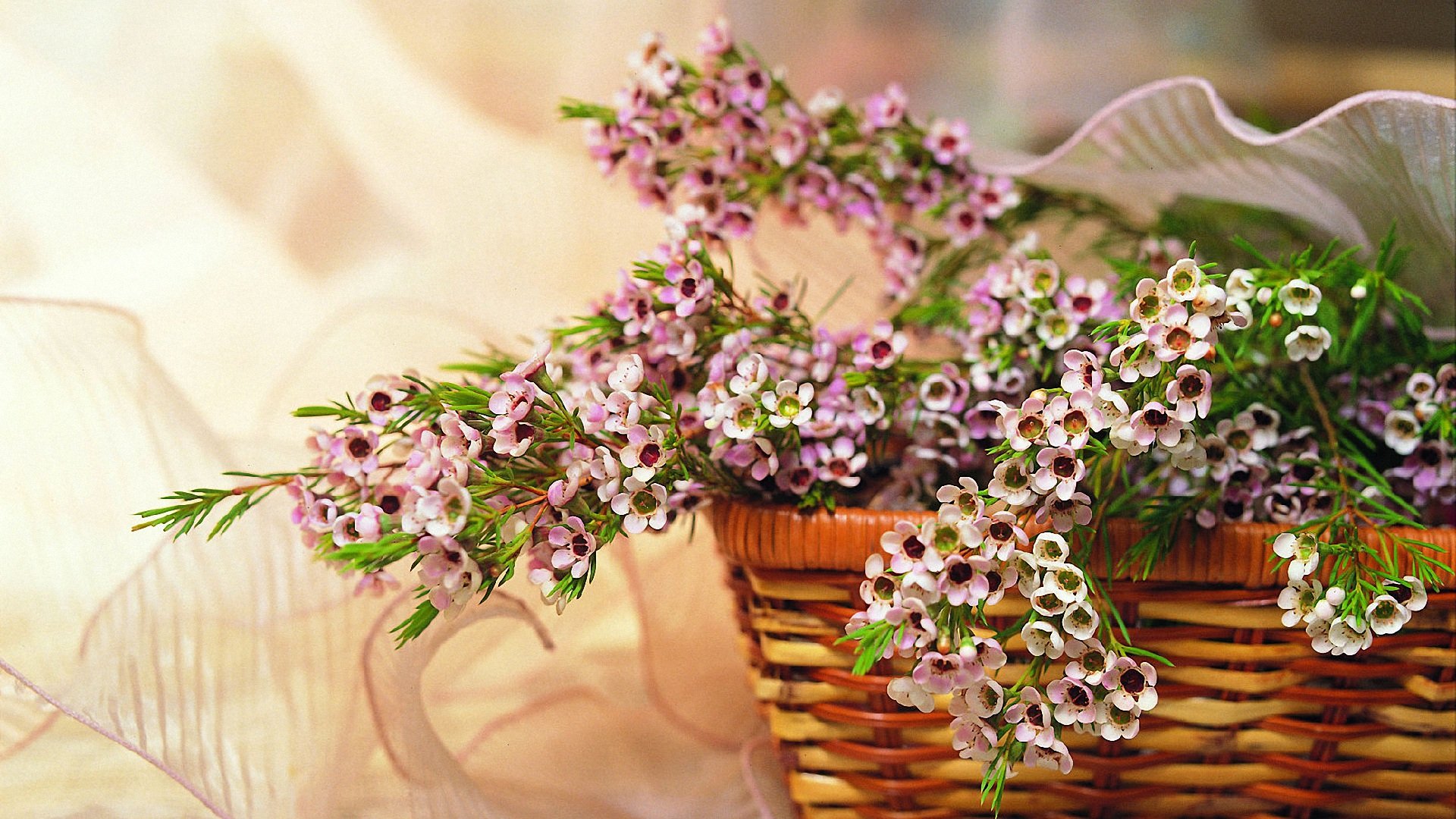 小清新,清新淡雅,儿童桌面专用