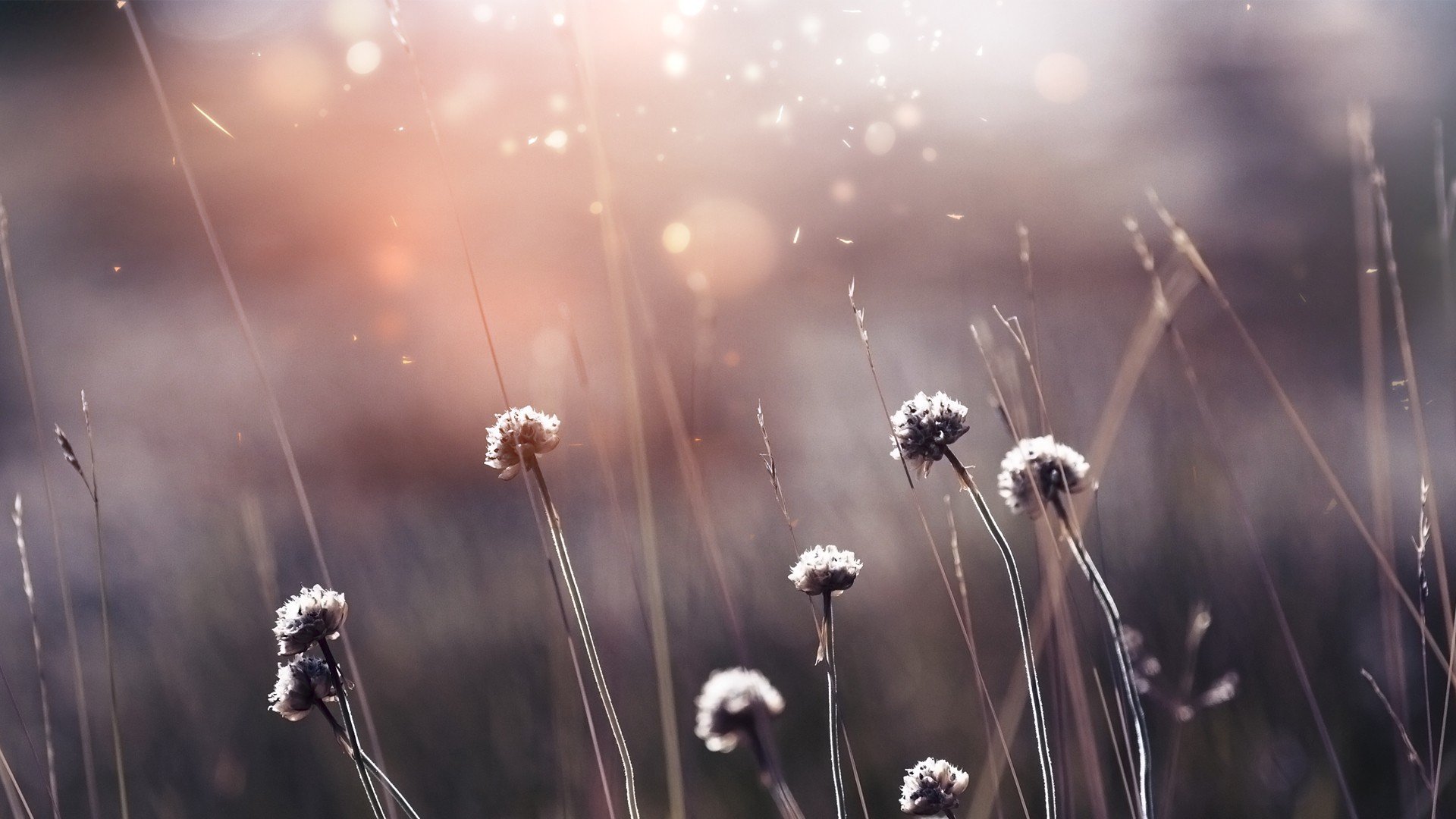 小清新,清新淡雅,草,儿童桌面专用