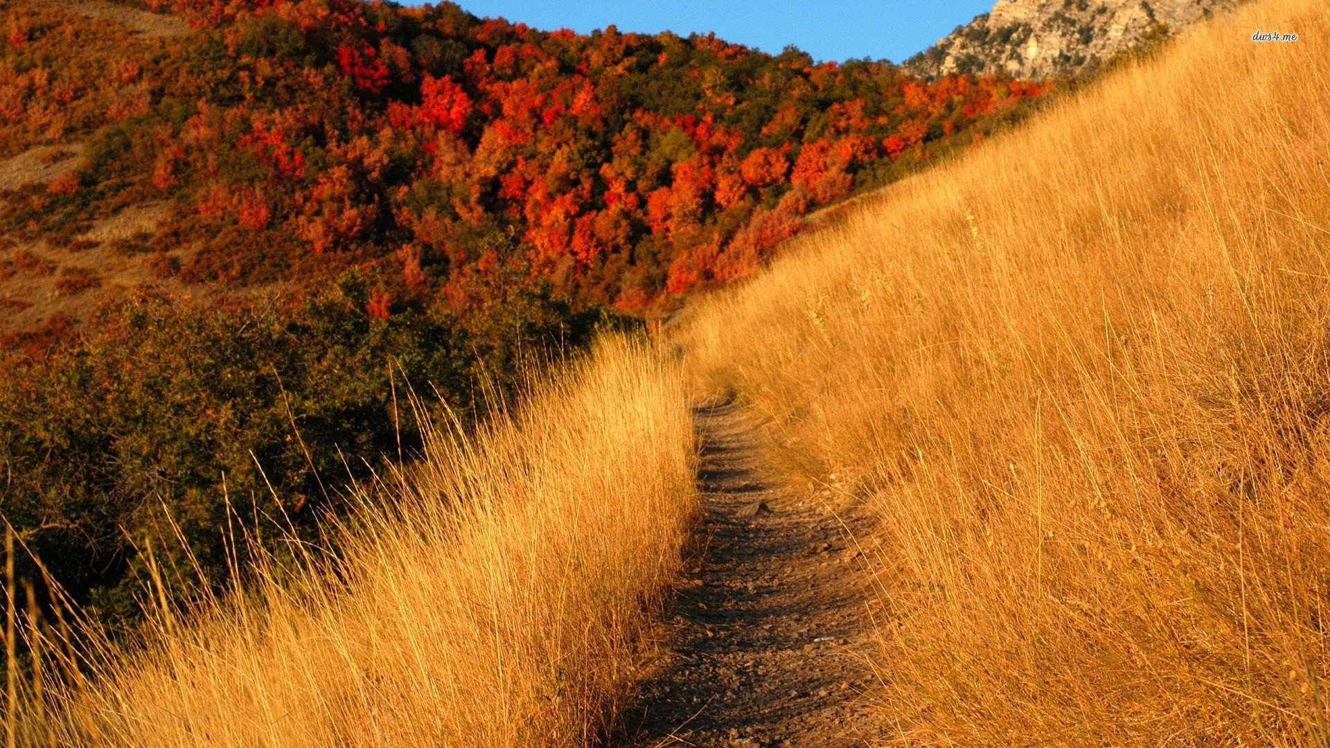 风景,秋意正浓,儿童桌面专用