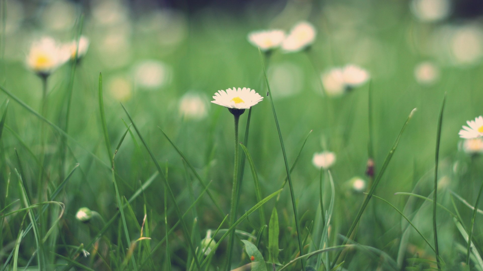 小清新,清新淡雅,儿童桌面专用