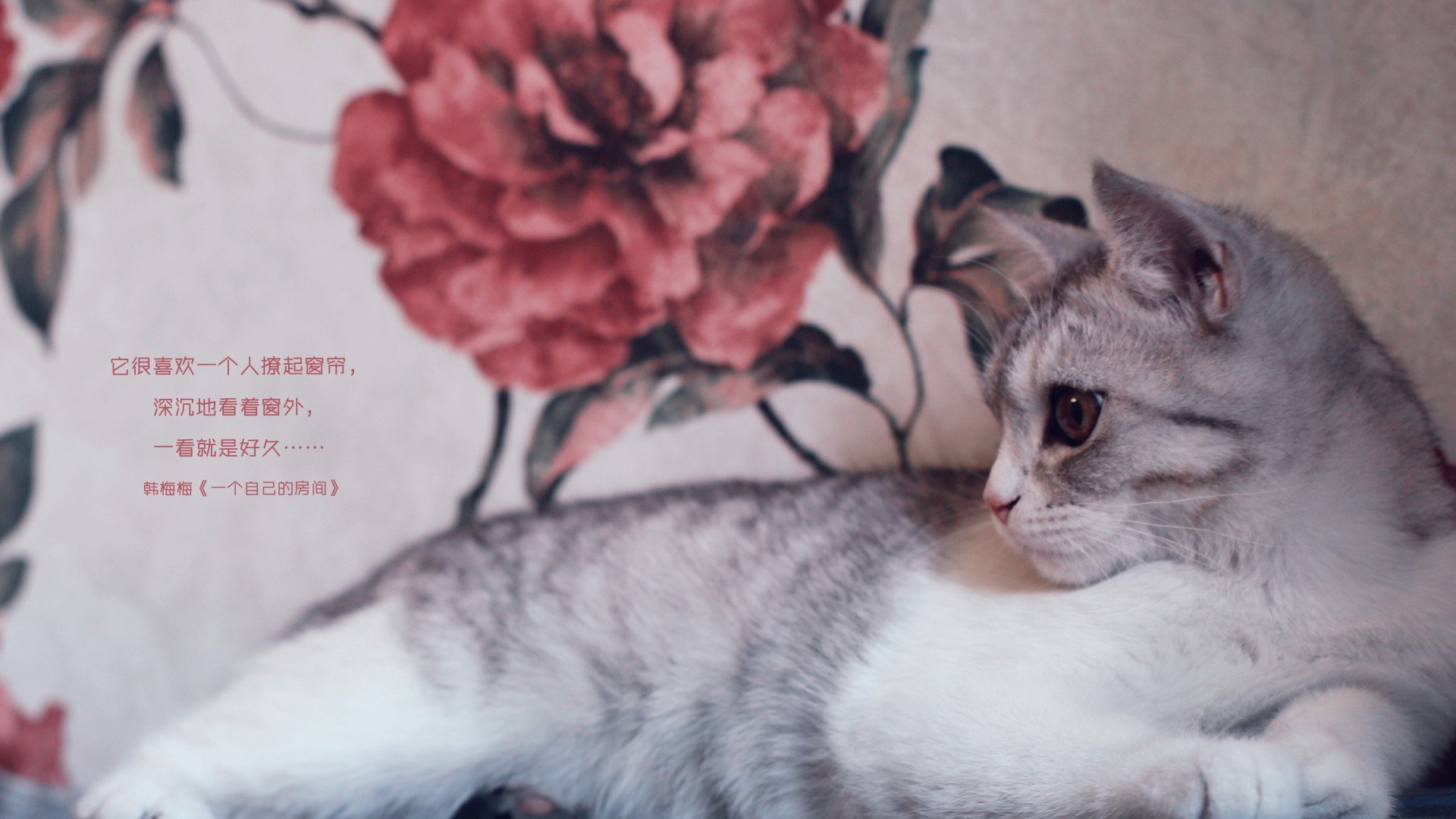 萌宠,喵星人,一个自己的房间,儿童桌面专用