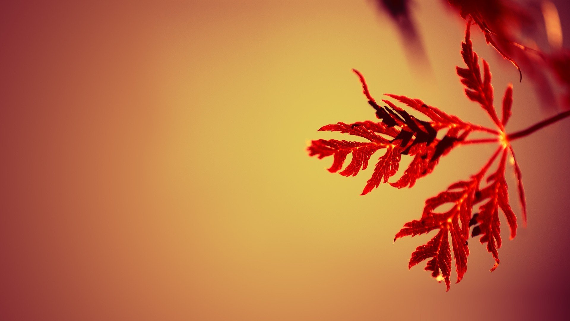 小清新,清新淡雅,儿童桌面专用