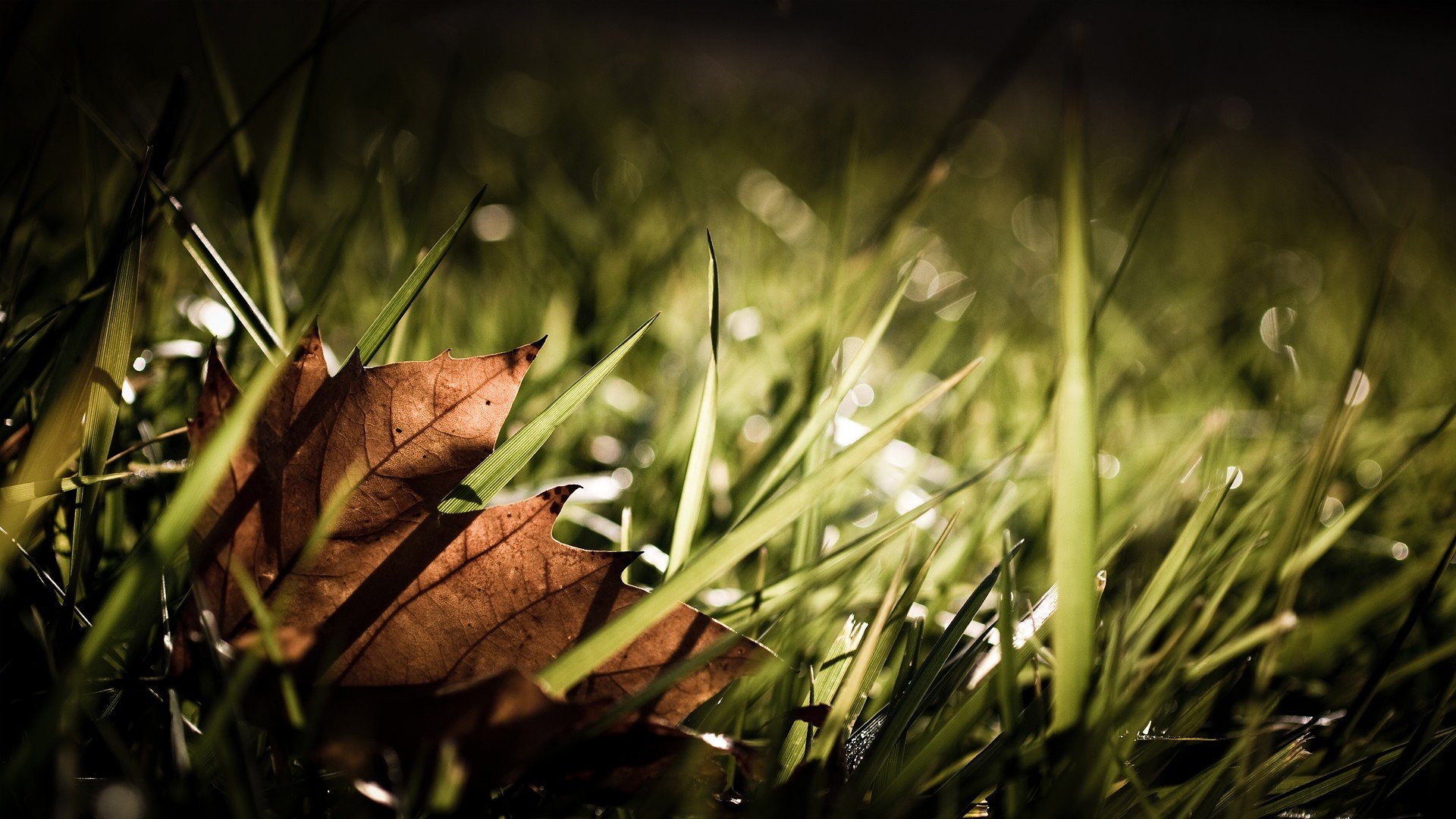 小清新,清新淡雅,草,儿童桌面专用