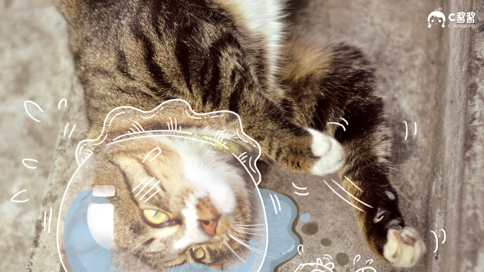 萌宠,喵星人,猫咪,C酱酱,儿童桌面专用