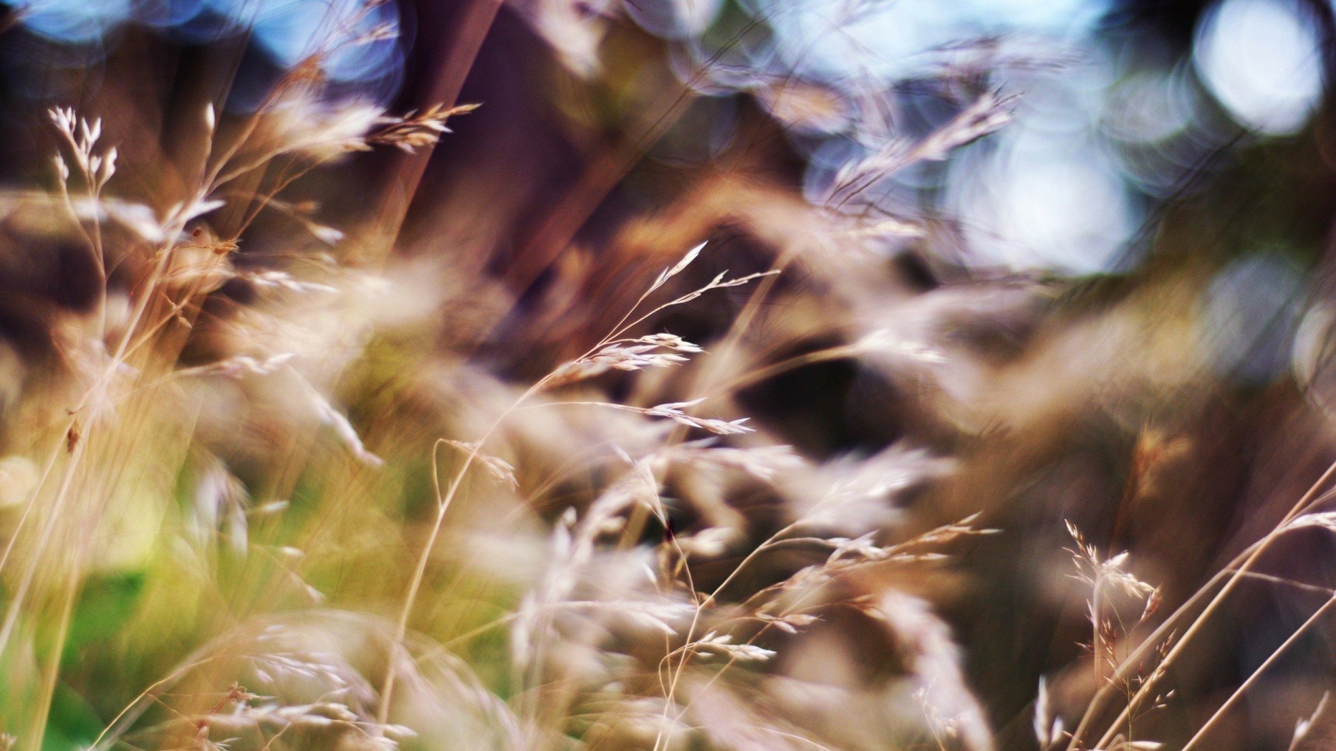 小清新,清新淡雅,草,儿童桌面专用