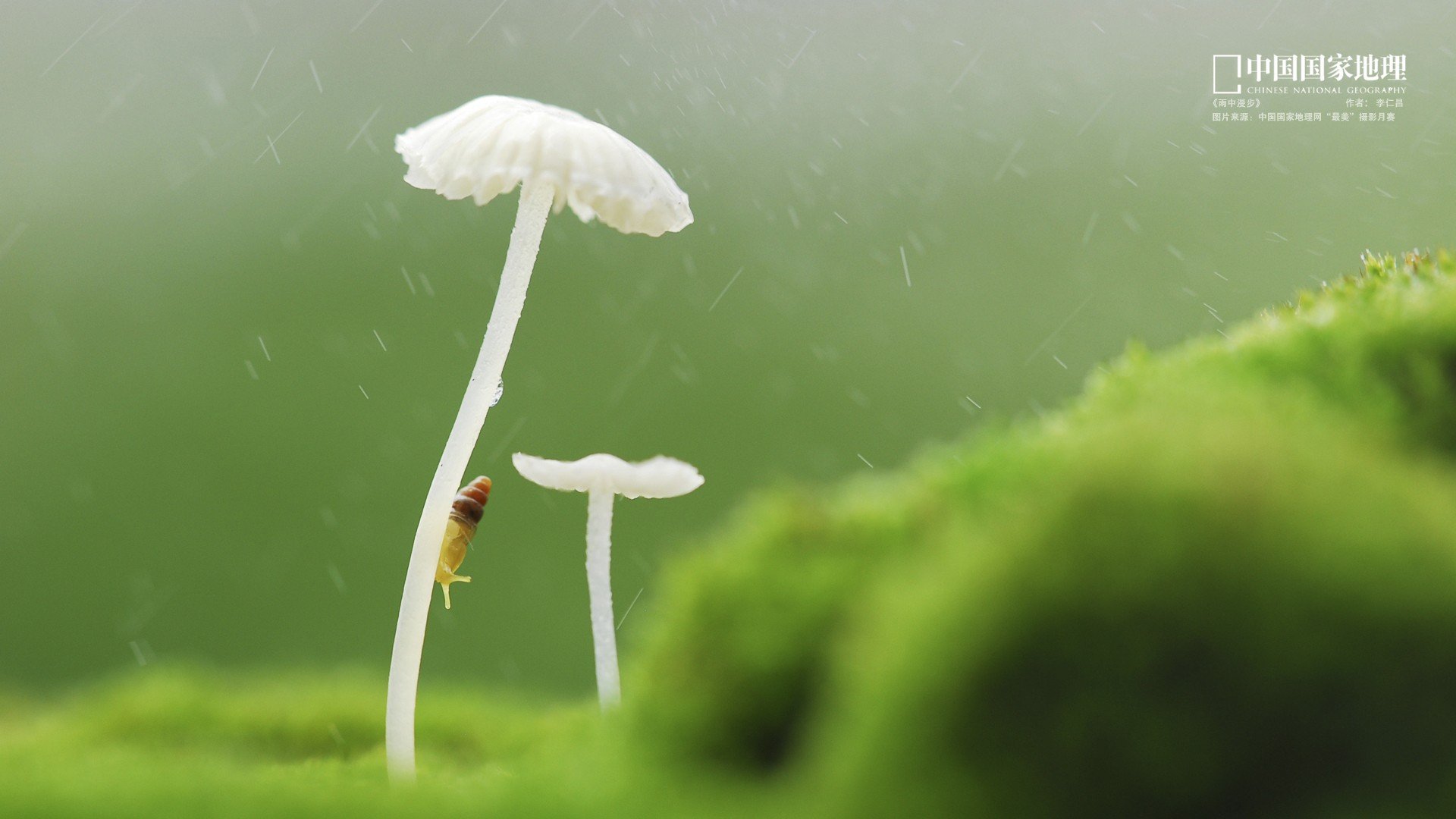 小清新,护眼壁纸,嫩芽,国家地理,儿童桌面专用