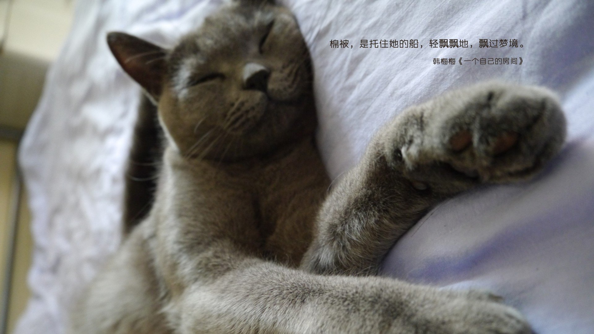 萌宠,喵星人,一个自己的房间,儿童桌面专用