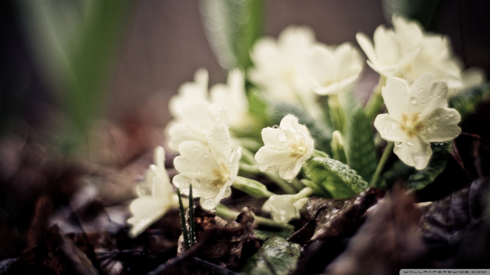 小清新,清新淡雅,儿童桌面专用