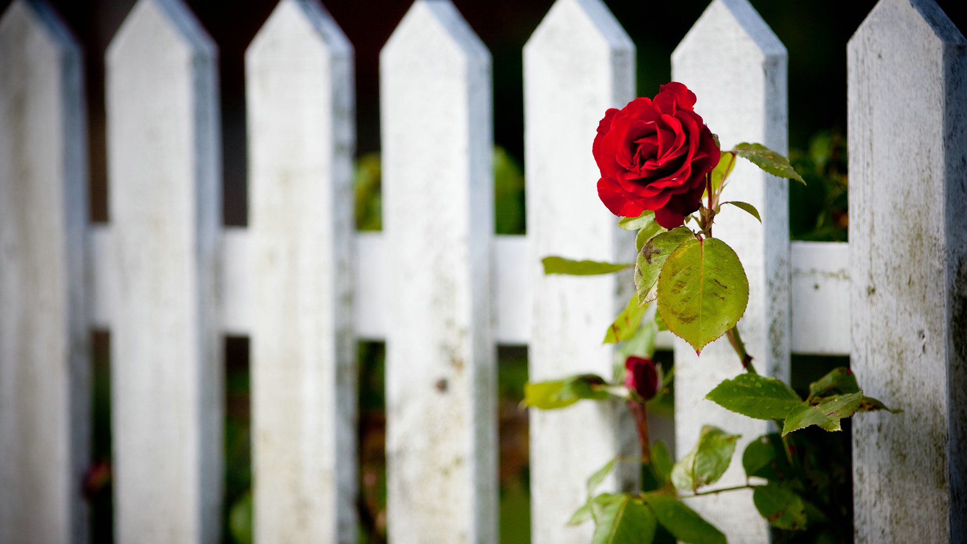 爱情美图,唯美温馨,玫瑰
