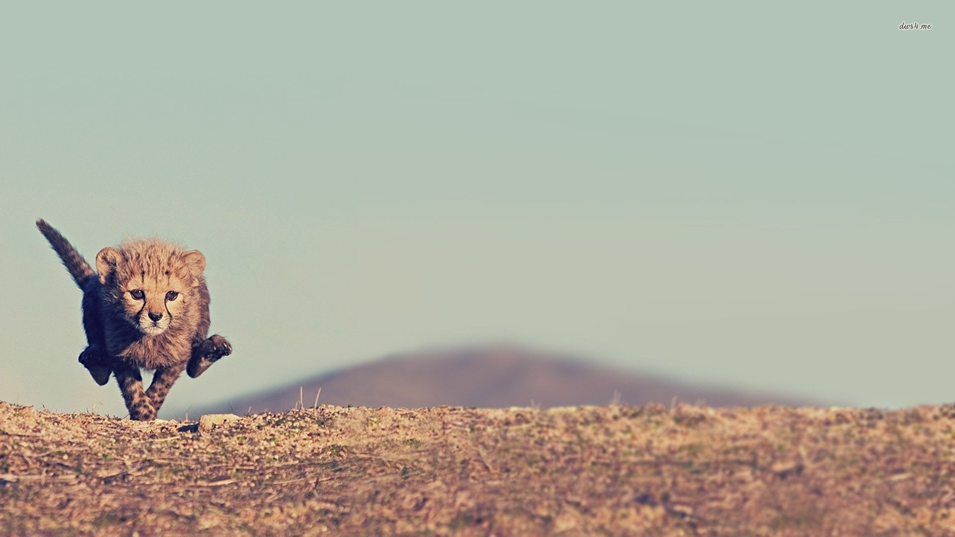 萌宠,野生动你,卖萌图,儿童桌面专用