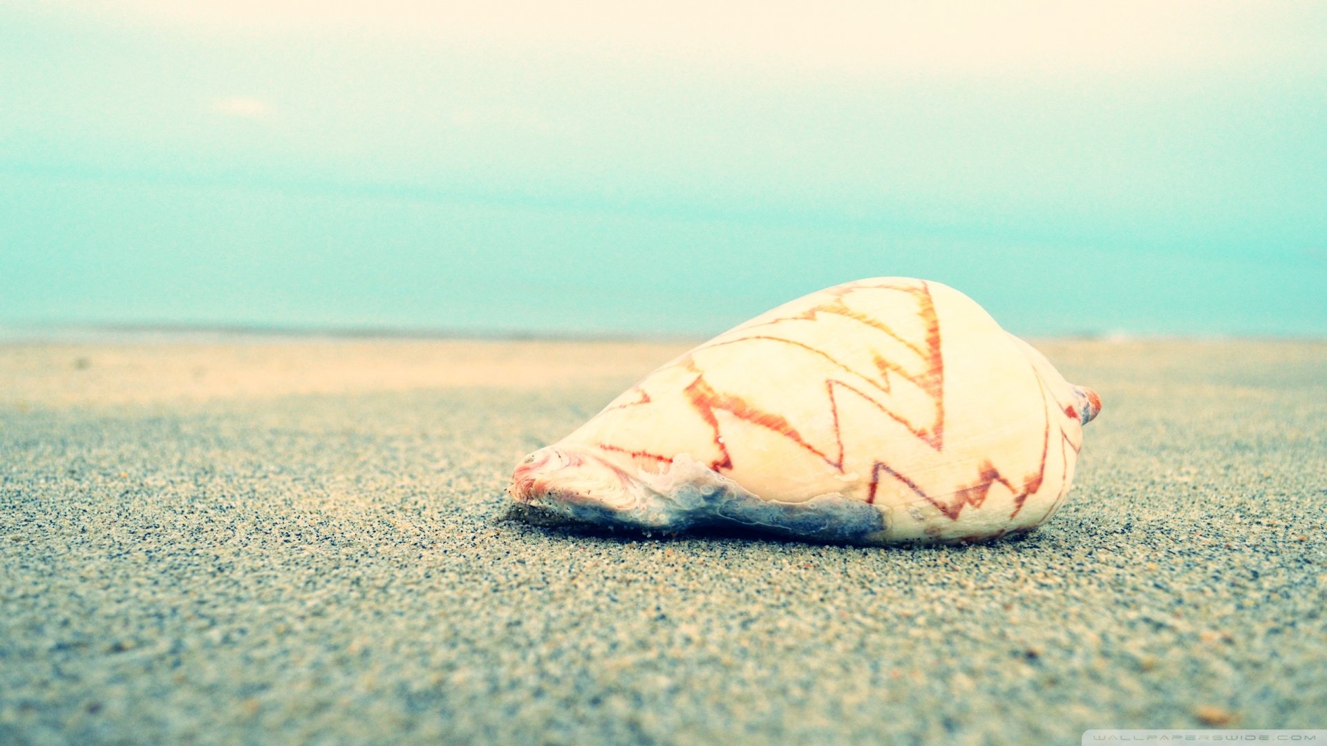 小清新,海螺,静物写真,清新,儿童桌面专用