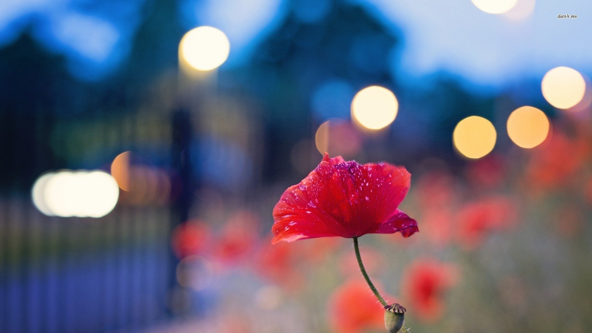 小清新,清新淡雅,儿童桌面专用