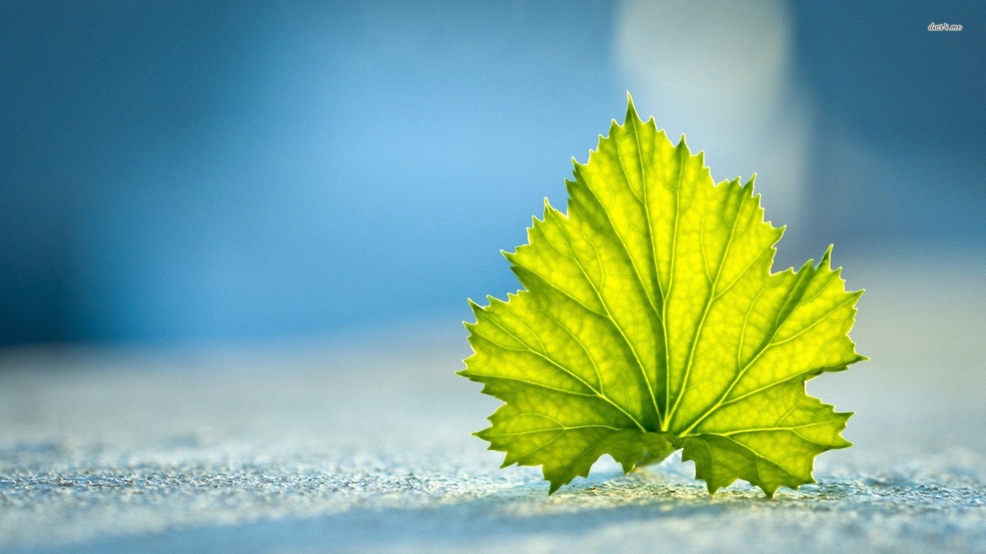 小清新,绿叶,静物写真,儿童桌面专用