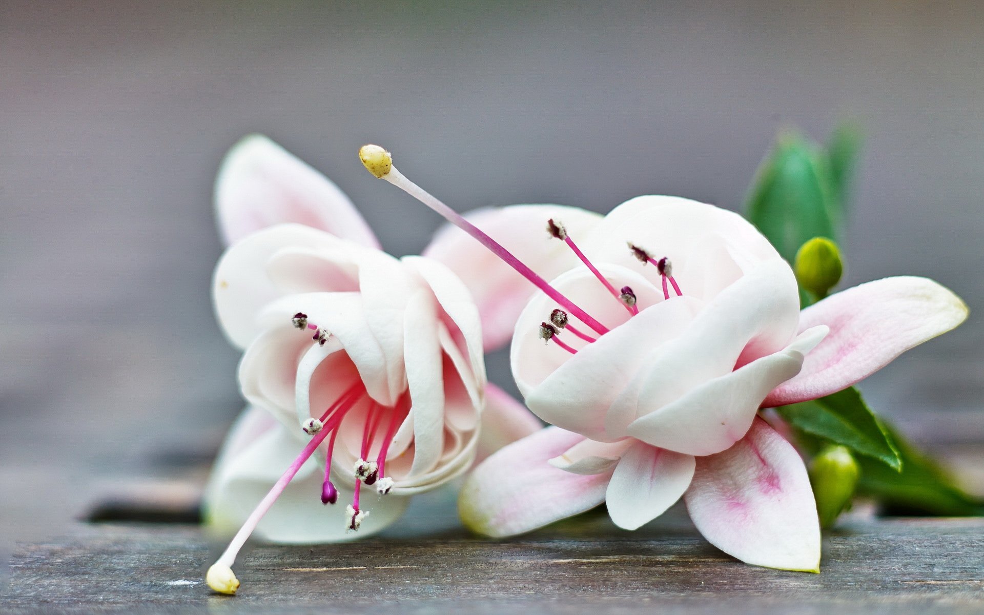 小清新,静物写真,花,儿童桌面专用