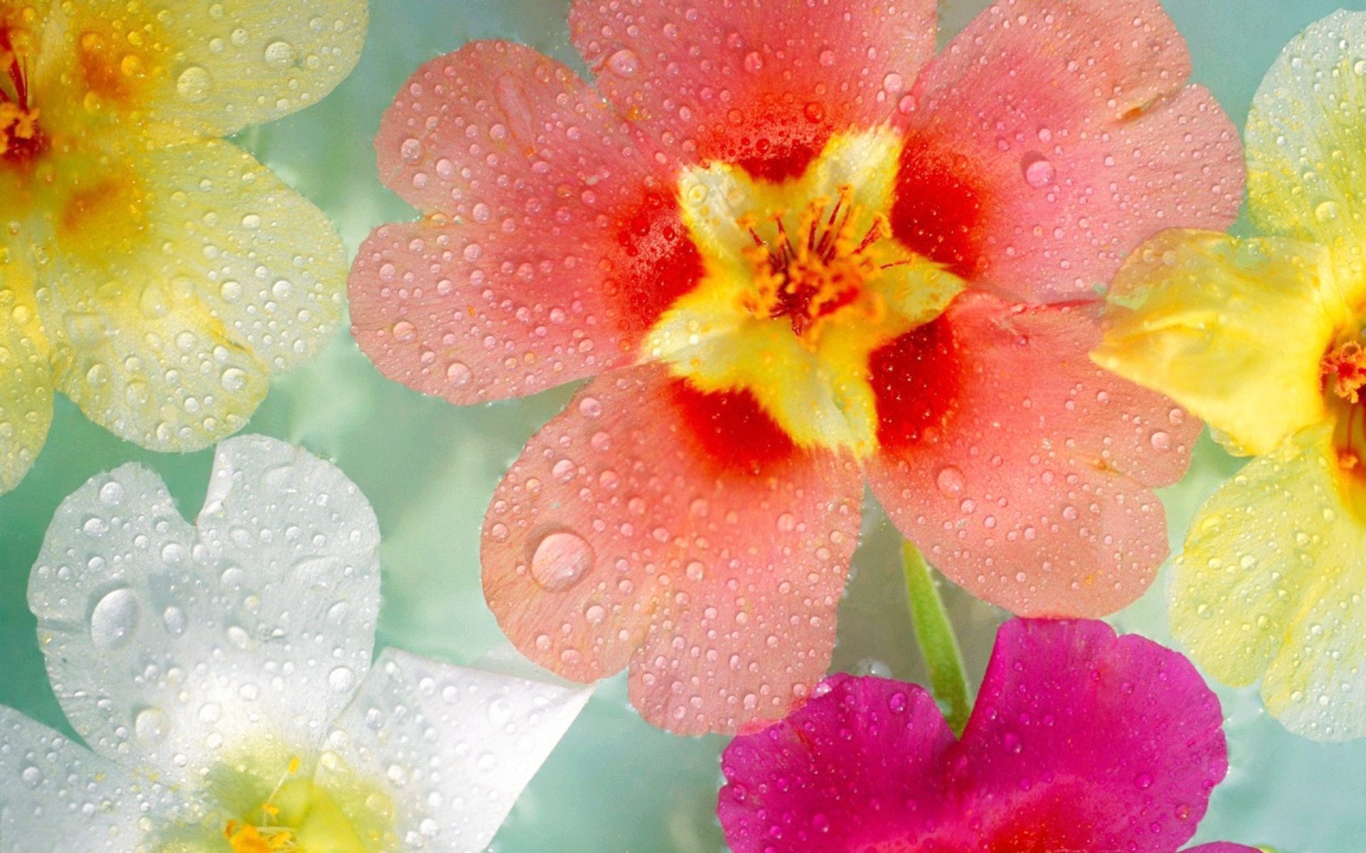 小清新,清新淡雅,儿童桌面专用