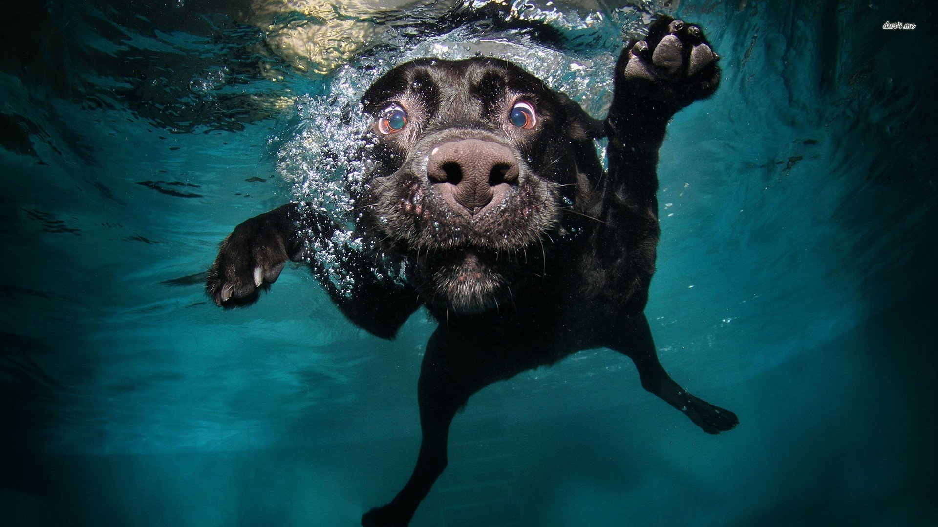 萌宠,狗狗,汪星人,儿童桌面专用