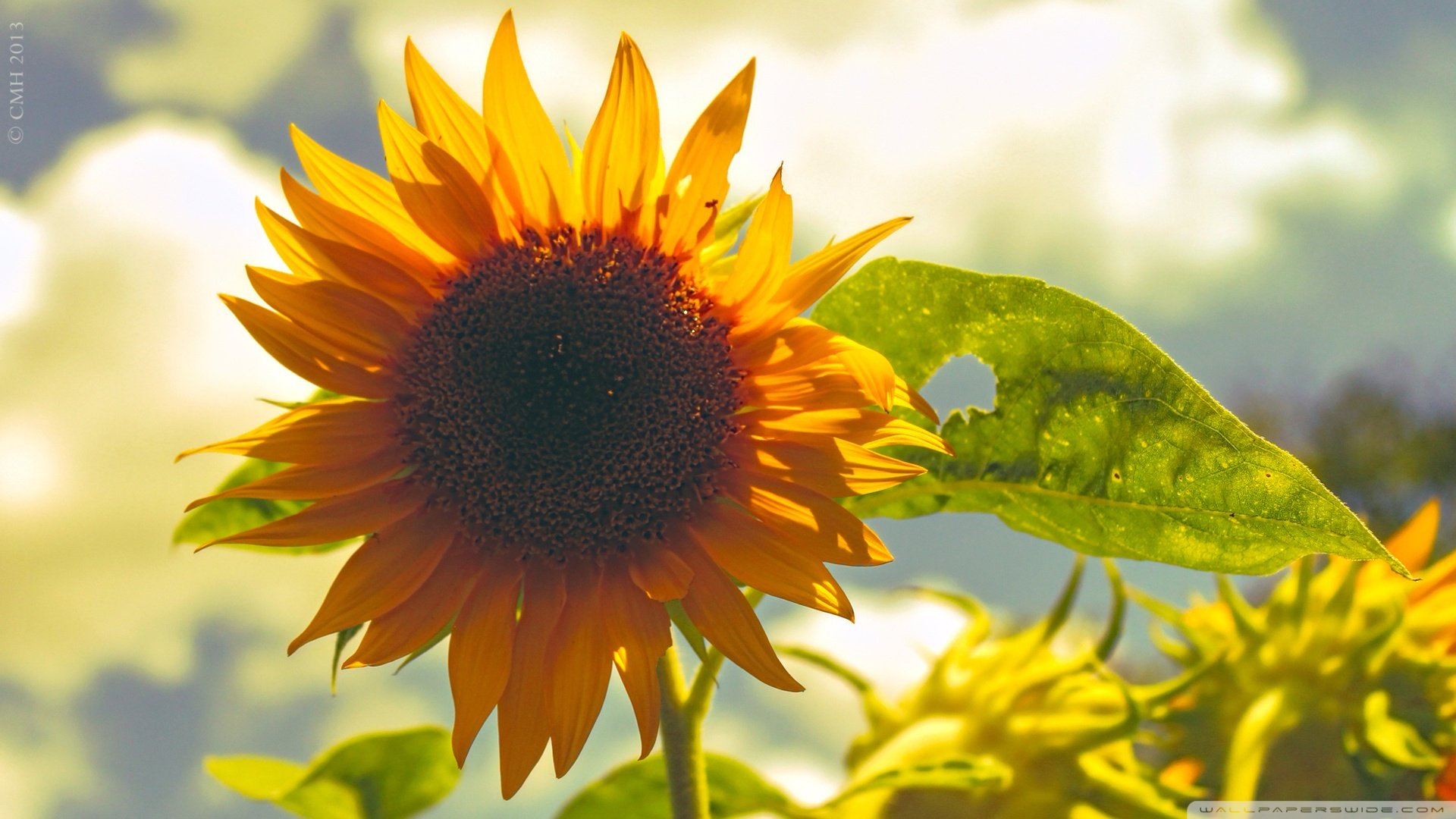 小清新,向日葵,清新淡雅,儿童桌面专用