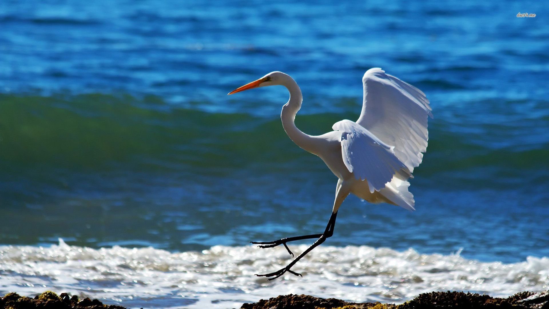 萌宠,鸟,儿童桌面专用
