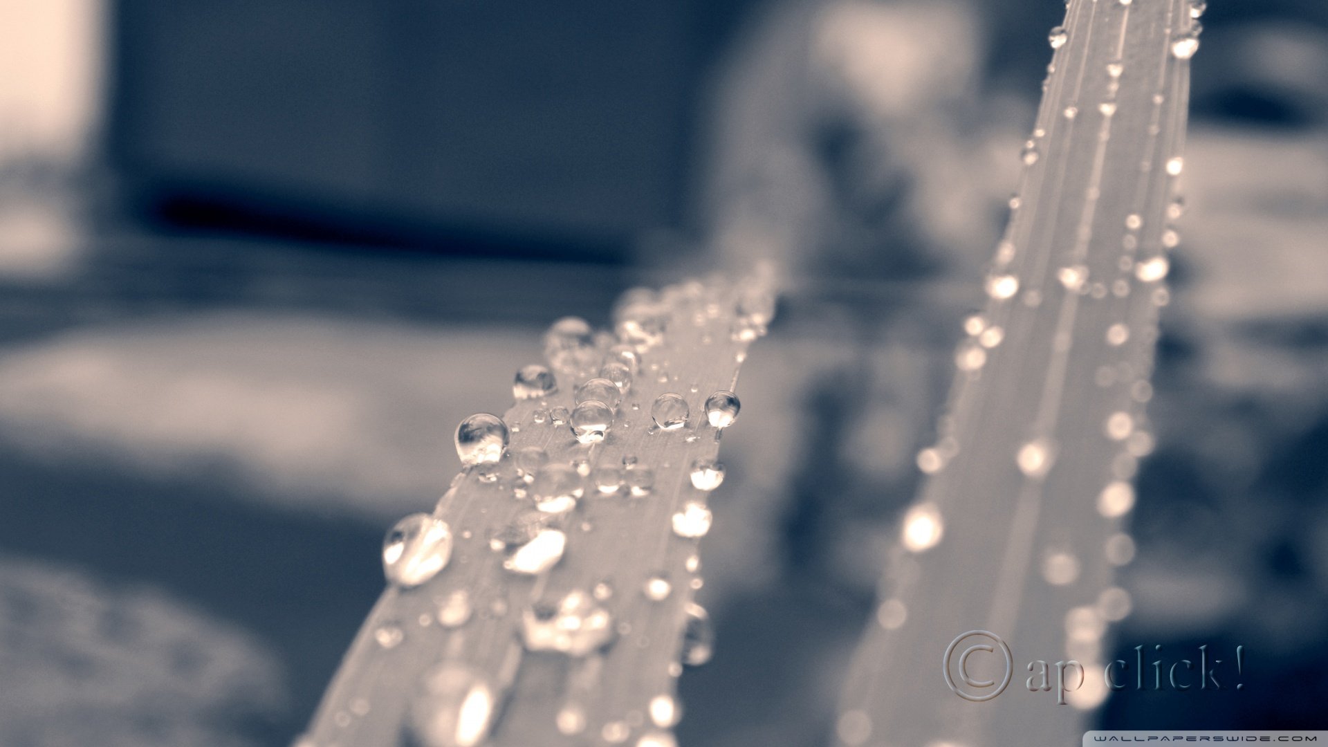 小清新,露水,静物写真,儿童桌面专用