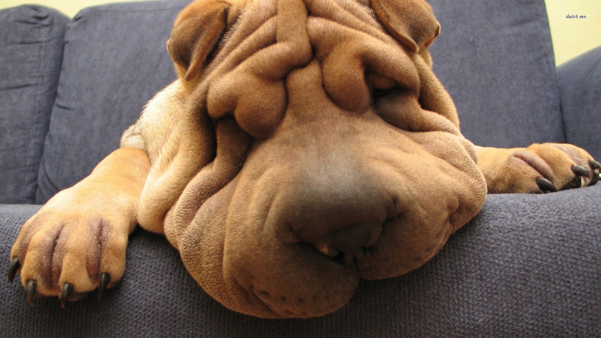 萌宠,狗狗,汪星人,儿童桌面专用