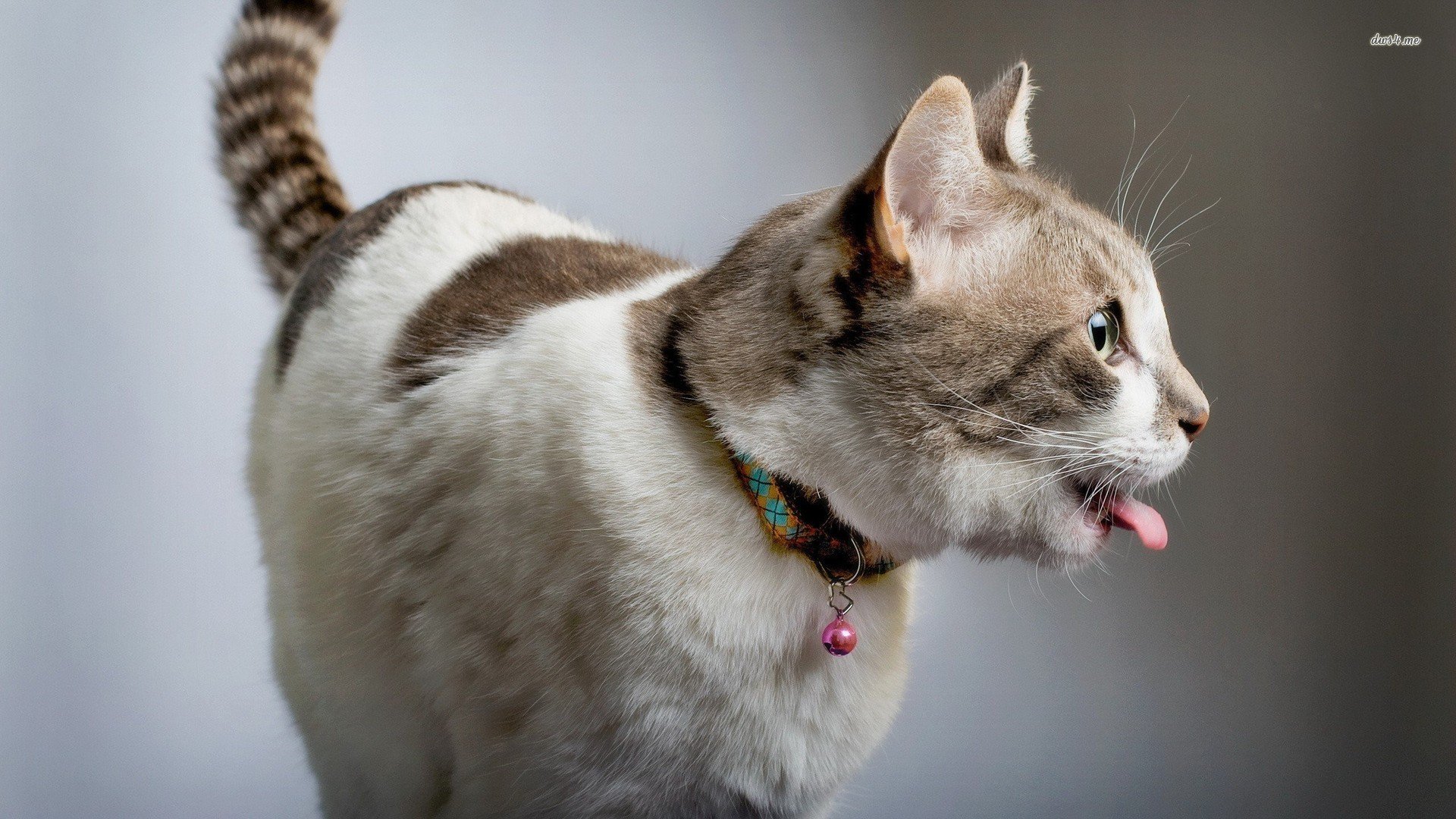 萌宠,喵星人,猫,儿童桌面专用