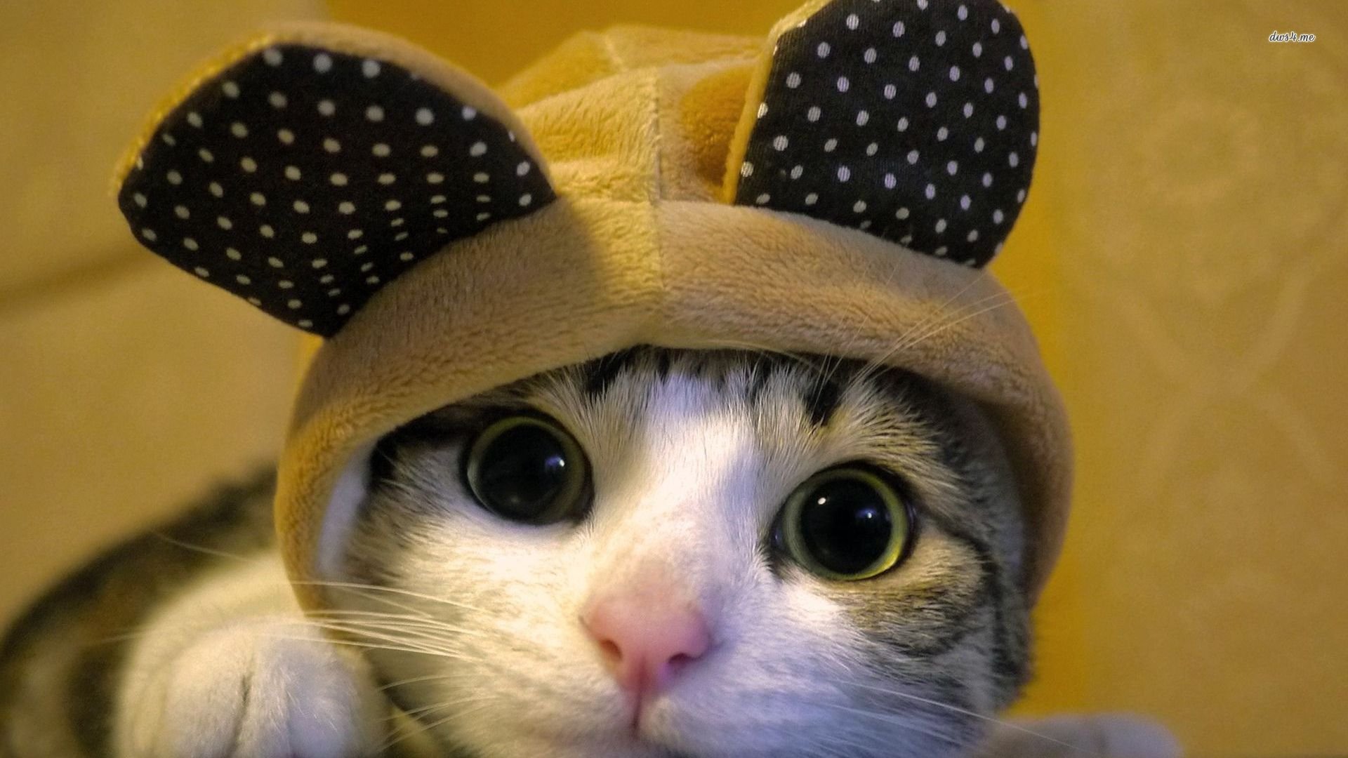 萌宠,喵星人,卖萌图,儿童桌面专用