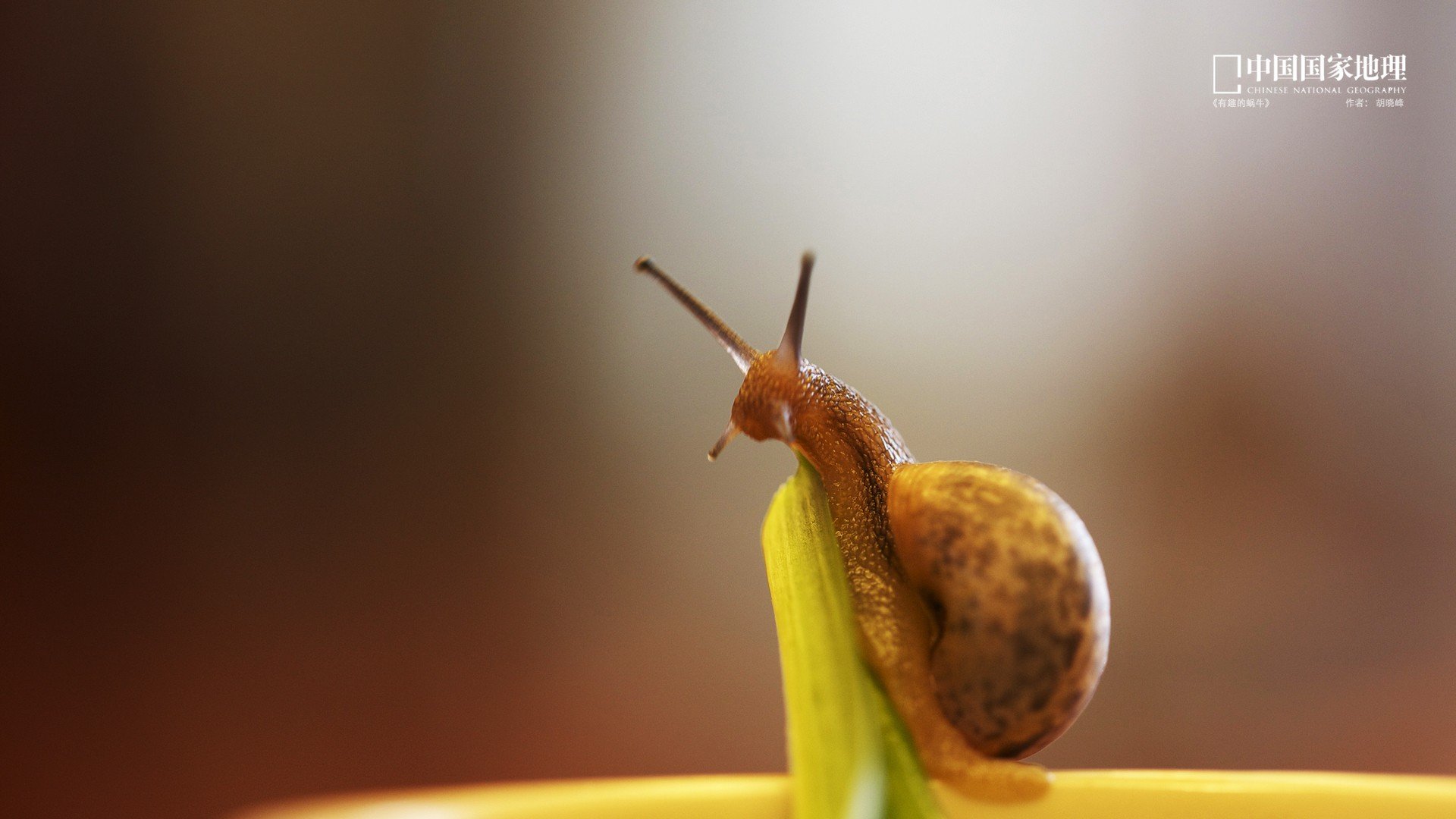 小清新,护眼壁纸,蜗牛,国家地理,儿童桌面专用